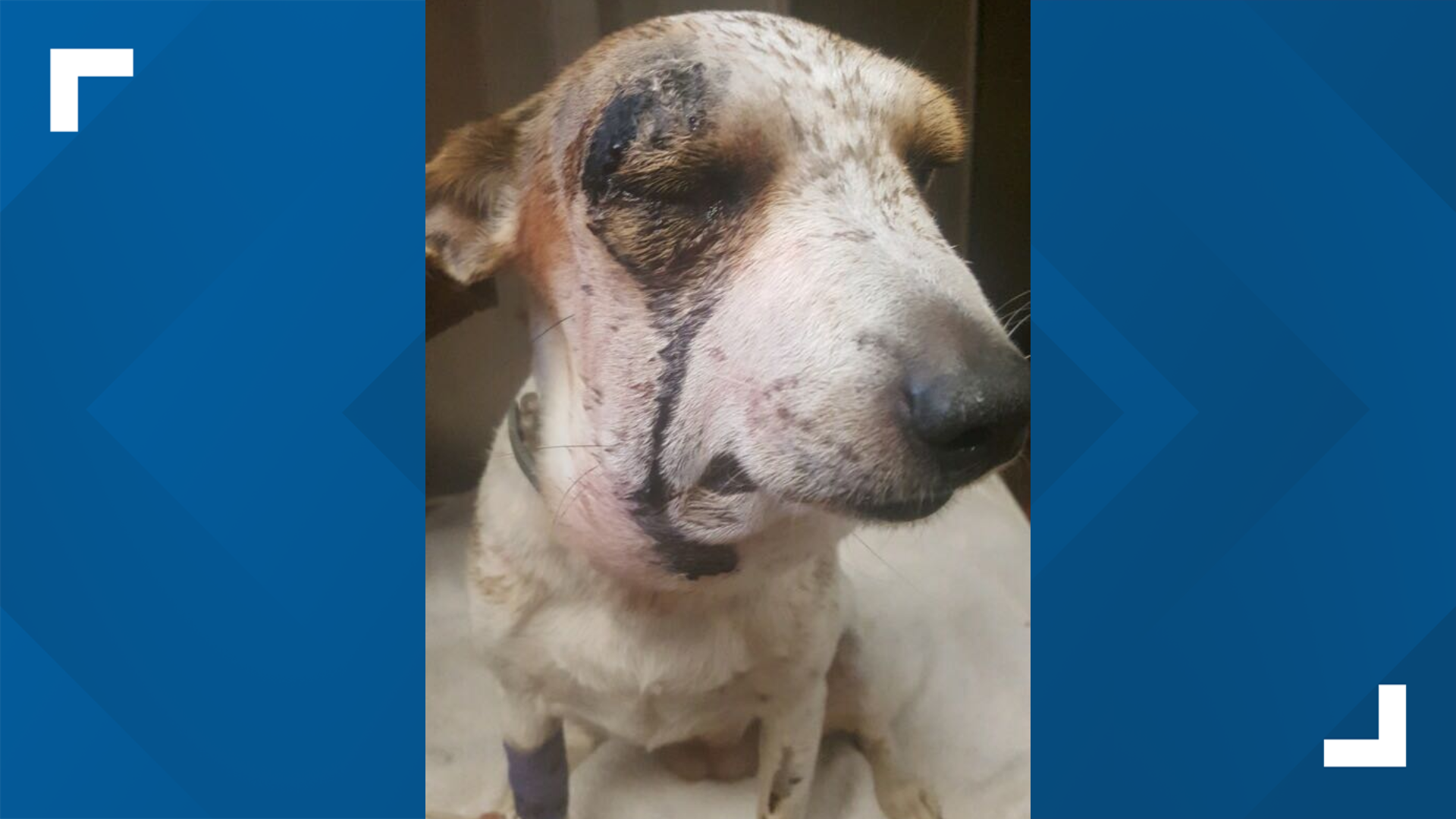 Rattlesnake vaccine likely saved Florence dog's life after bitten in