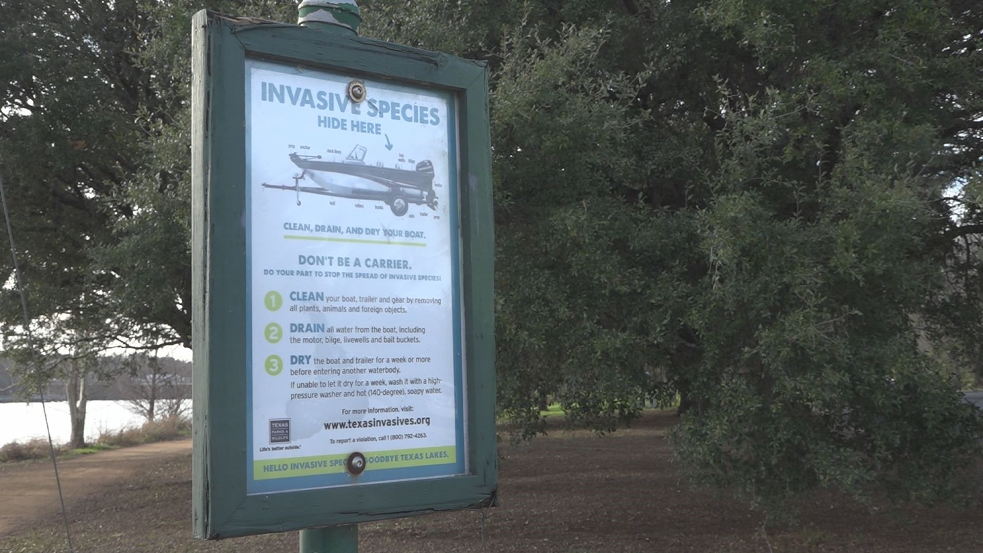 Zebra mussels: How did they get here and how can we stop them from