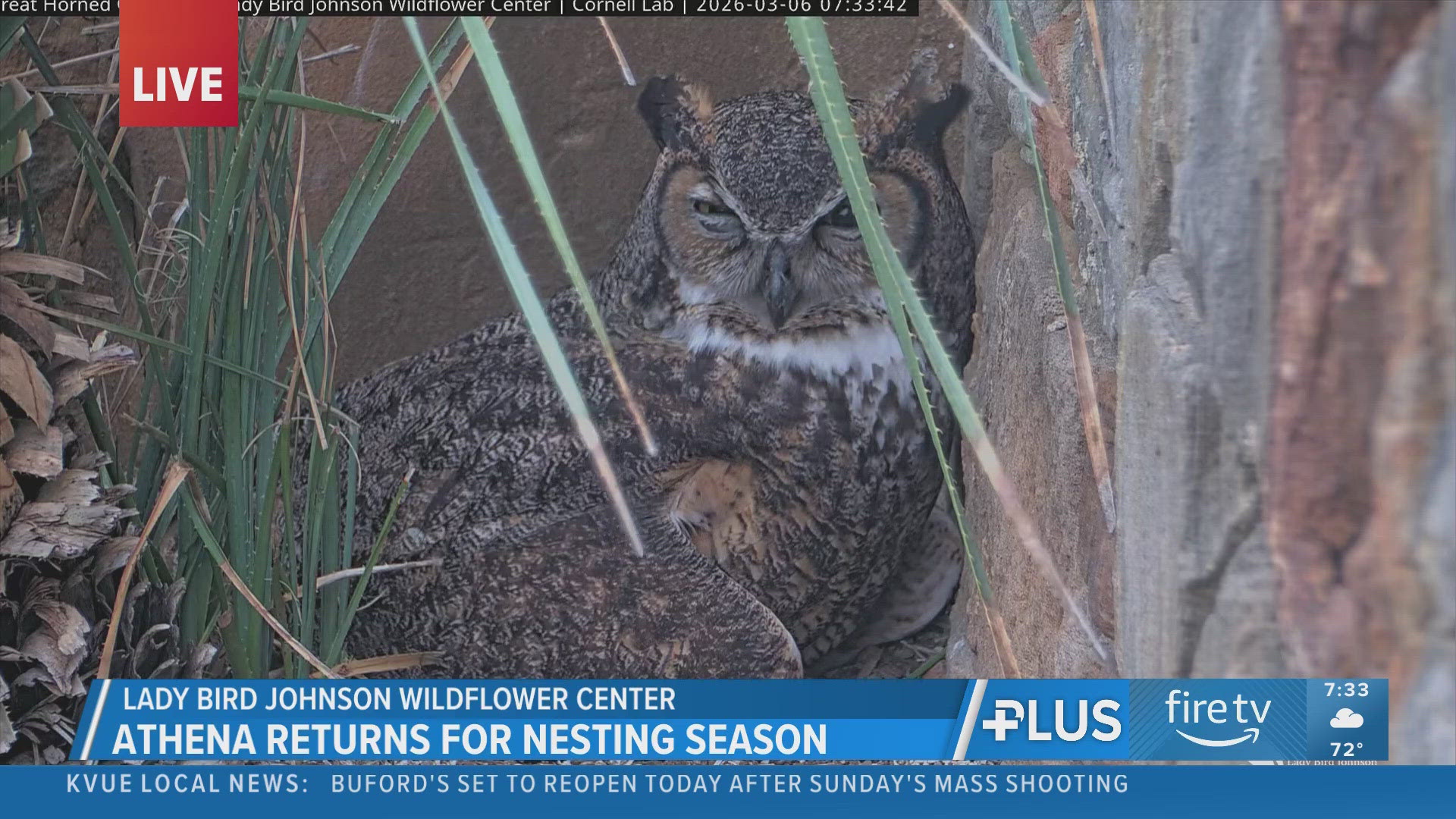 Athena the Owl lays first egg of 2026 | kvue.com