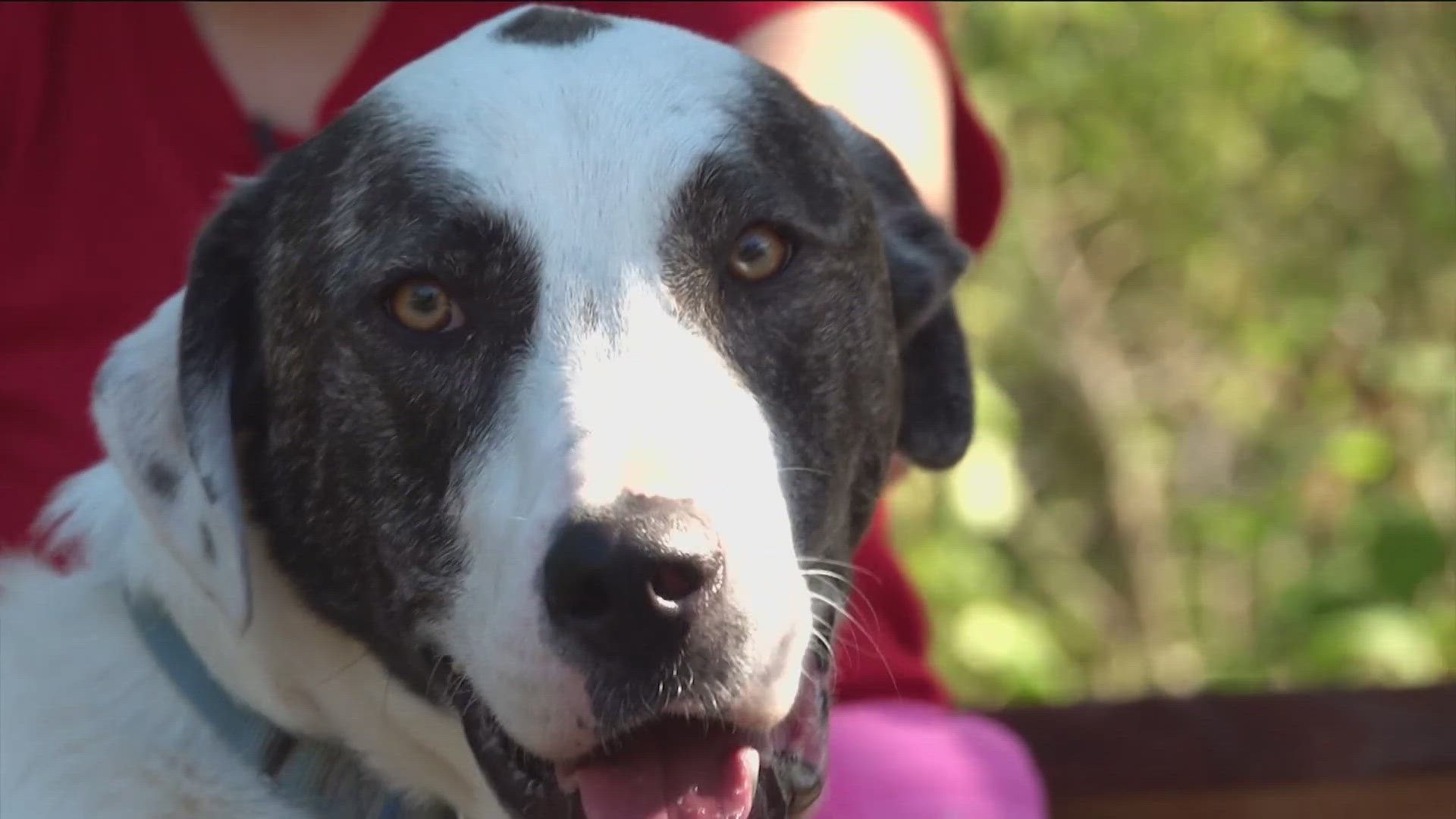 KVUE's Rob Evans takes us to the PAWS Shelter in Dripping Springs to meet Rorschach, also known as Rory.