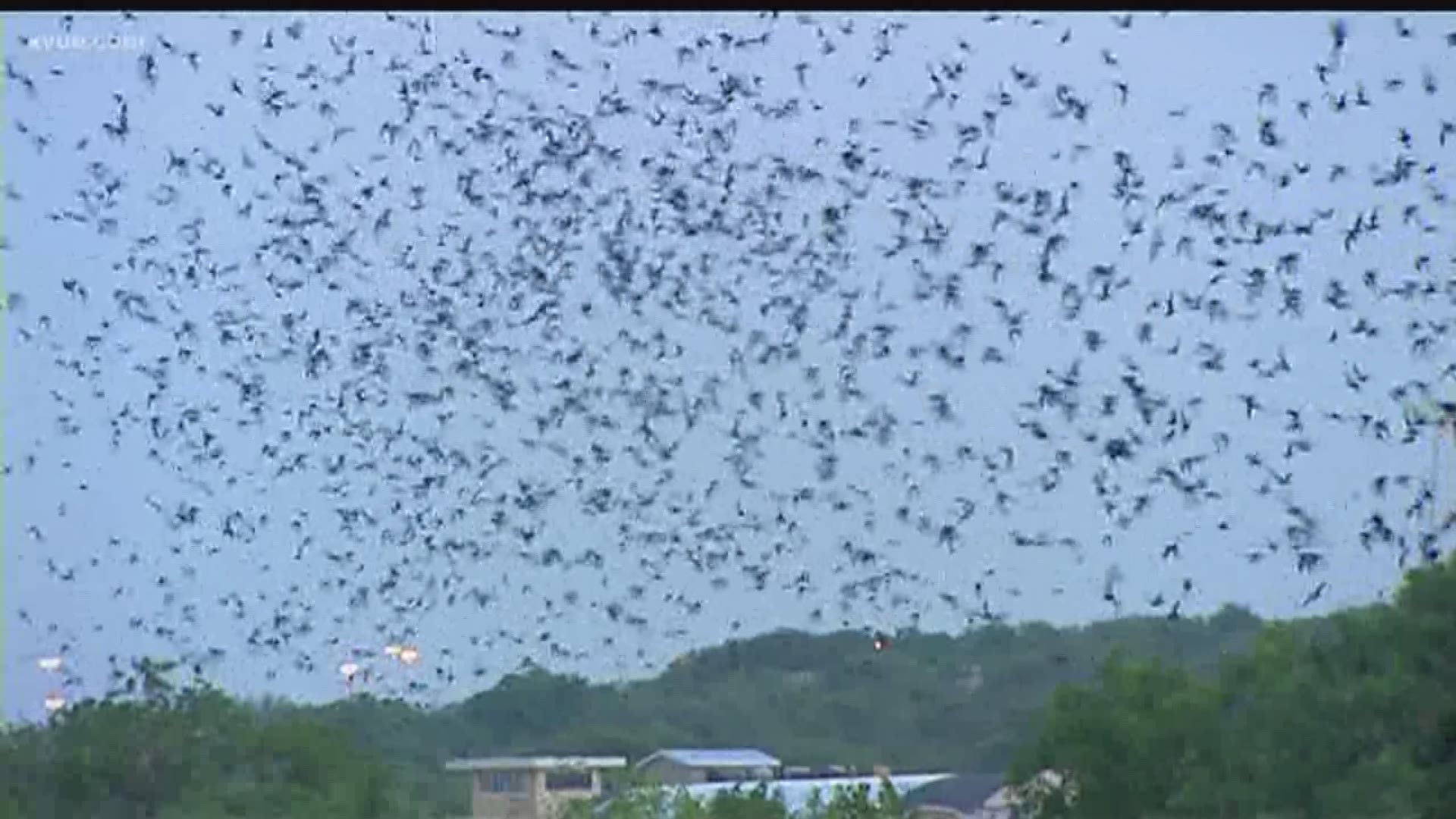 In the past three to five years, thousands of bats have been extending their stay in Central Texas through November and beyond.