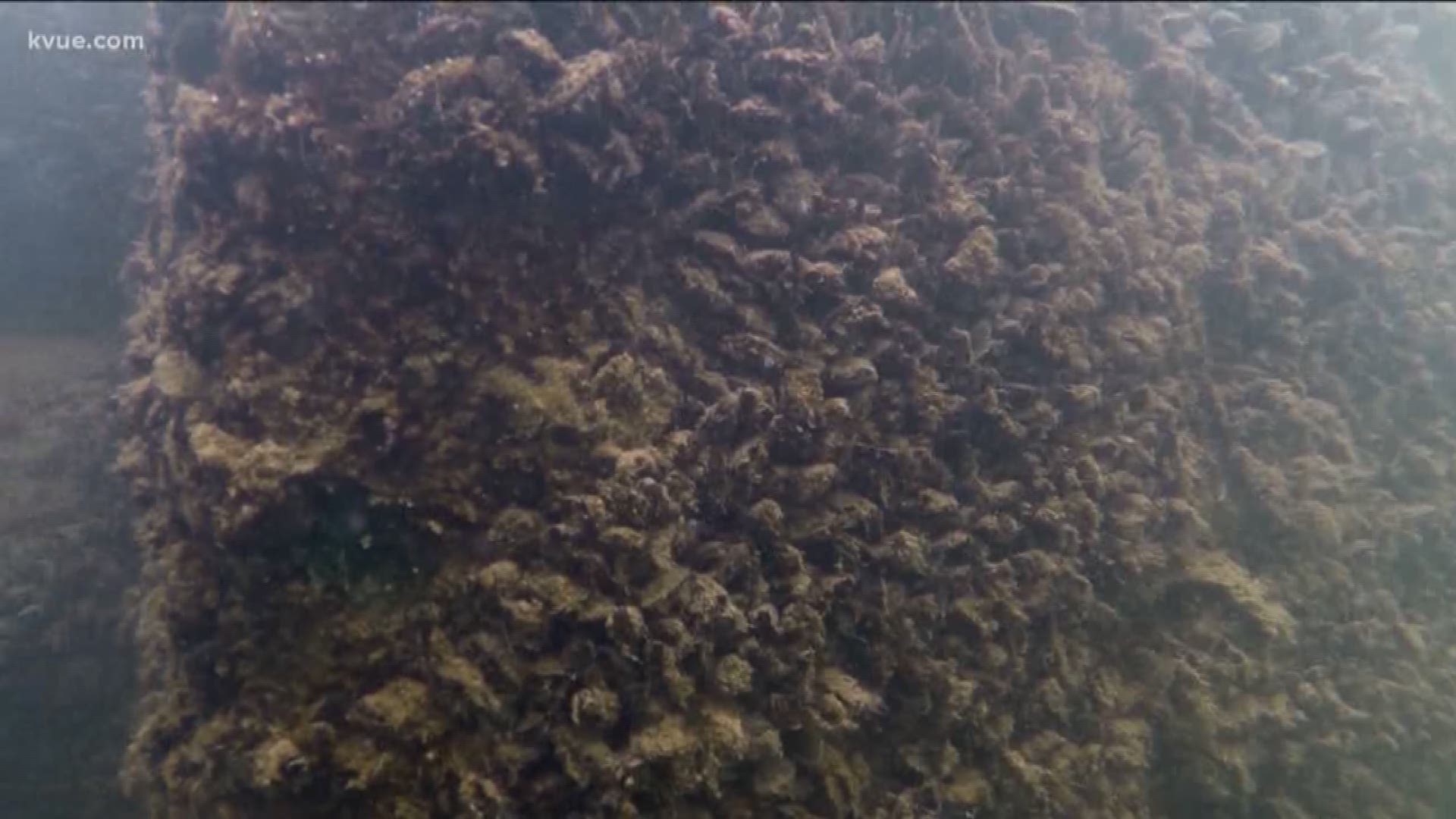 Zebra mussels are to blame for dozens of injuries so far this year at Lake Travis.