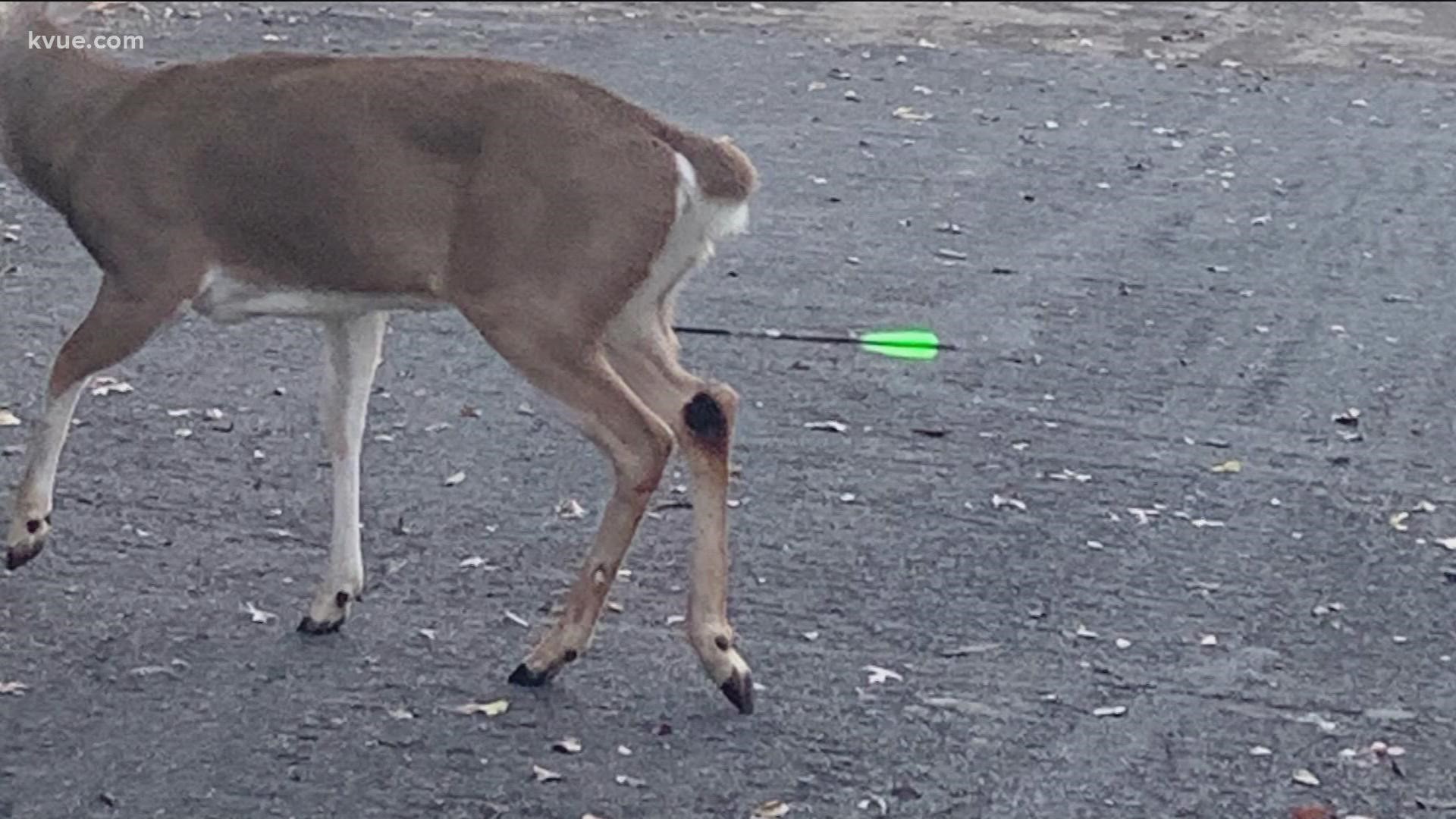Texas game wardens are investigating an unsettling sight in northwest Austin. A photo showed a buck with an arrow stuck in its leg on the greenbelt.