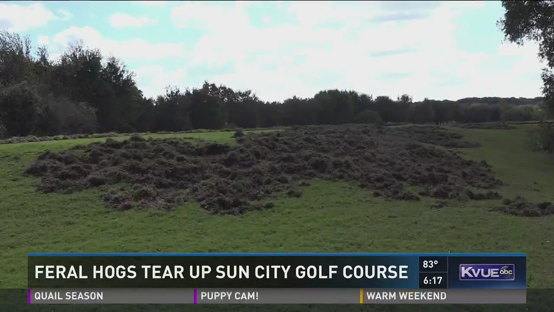 Feral hogs tearing up White Wing Golf Club