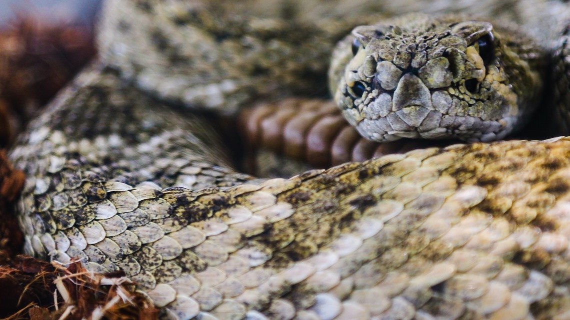 5 Ways Snakes Can Slither Into Your Texas Home