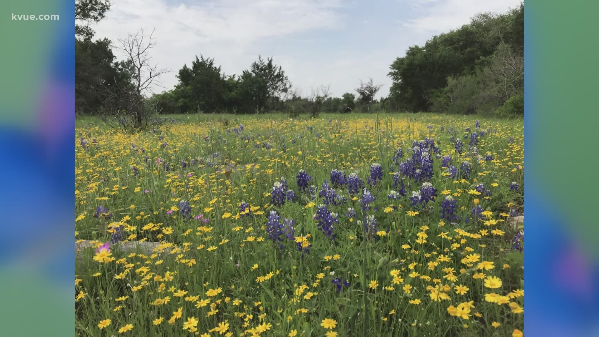 Bluebonnets have survived the Texas freeze! Some have already been spotted in the Hill Country.