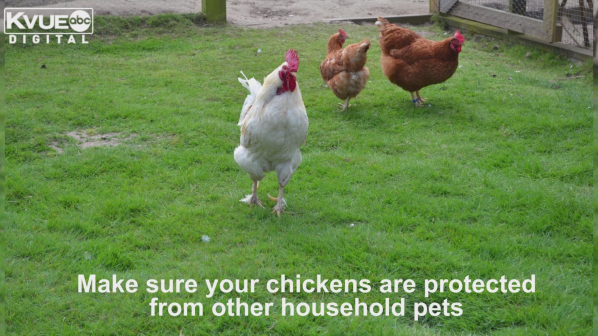 The City of Austin is offering free chicken keeping classes and is willing to pay you for it. Here's what you need to know about raising chickens.
