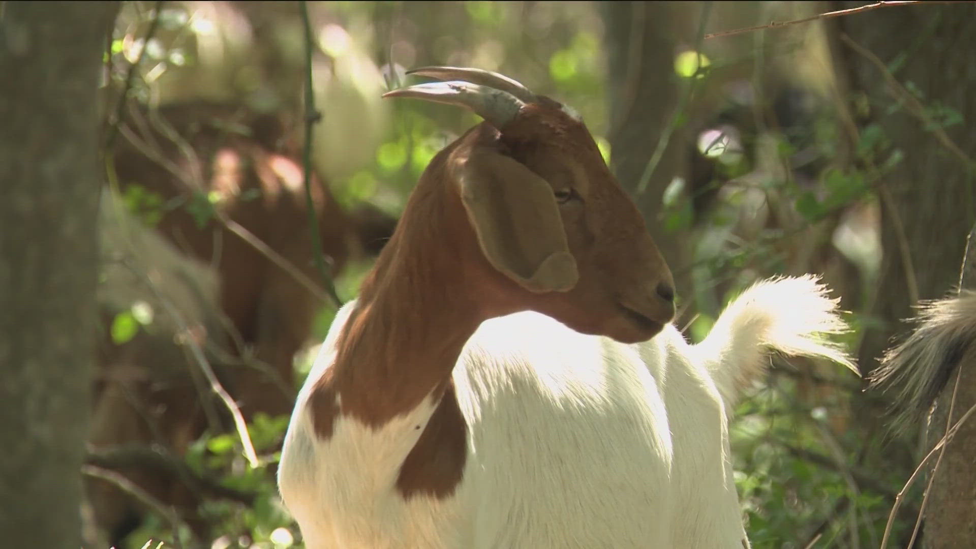 The goats can be seen for a brief period starting Oct. 22 at the Ann-and-Roy Butler Hike-and-Bike Trail.