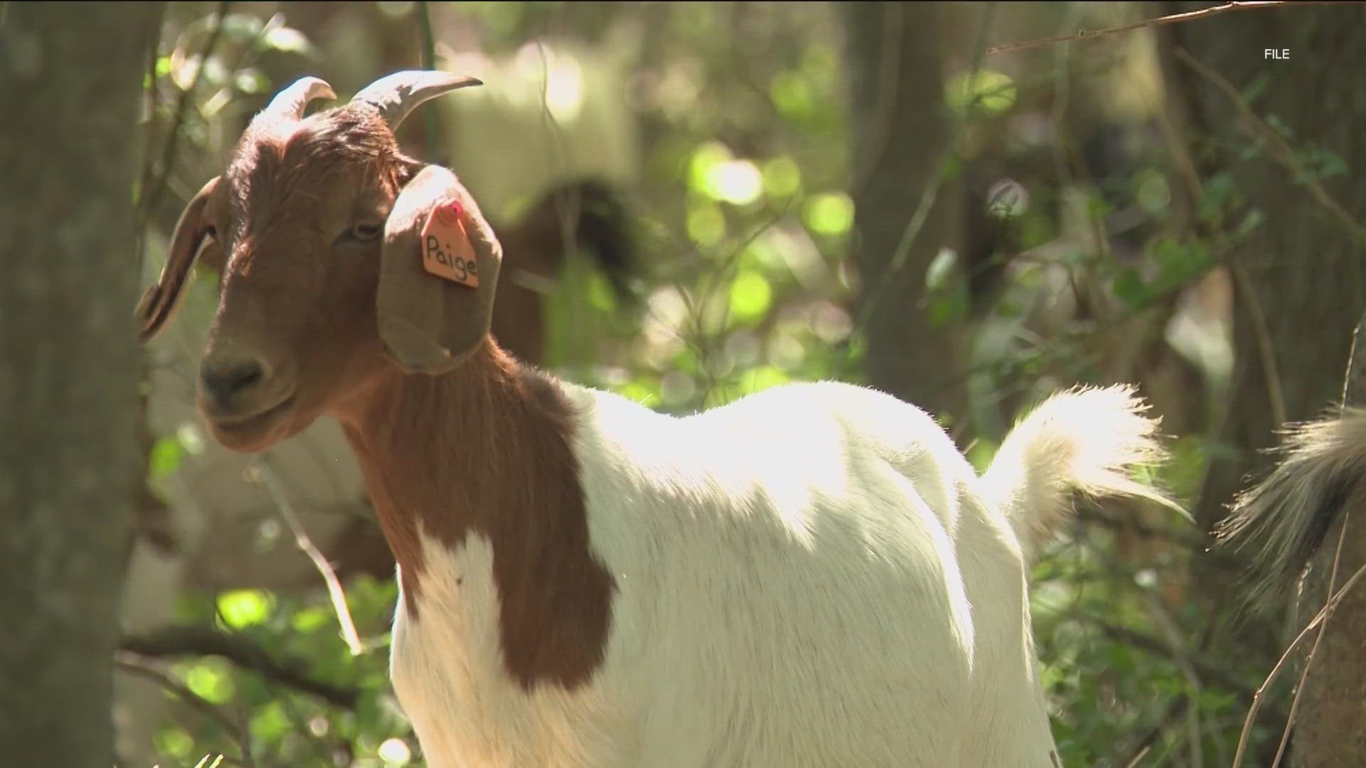 The Trail Conservancy releases the goats throughout the year to eat invasive plants.