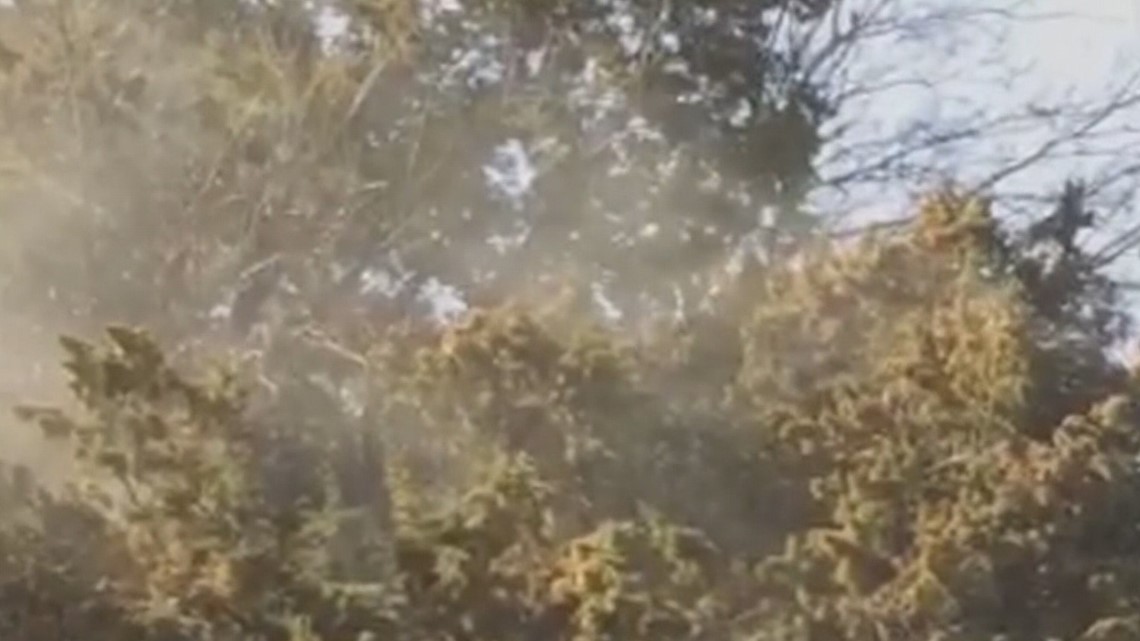 Cedar Fever is here for the holidays. Here's how to avoid it