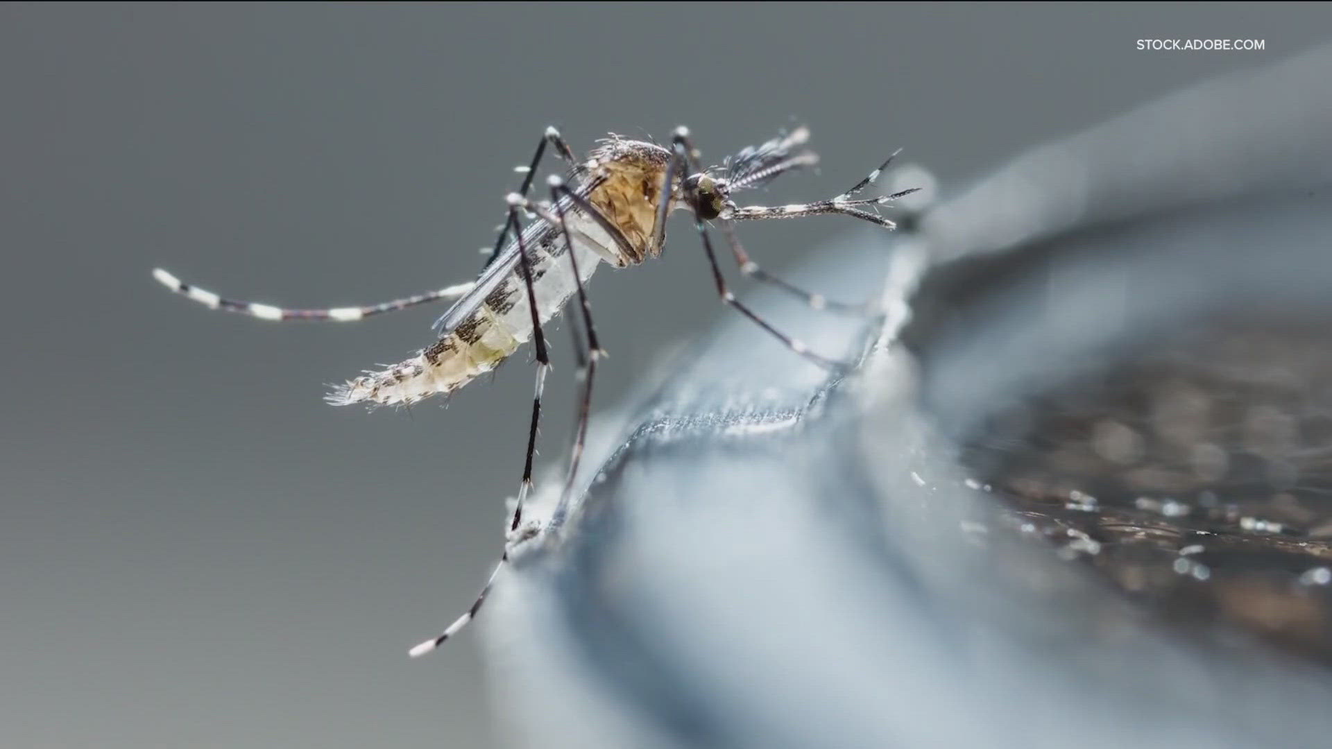 Warmer weather and rain can contribute to a longer mosquito season, according to officials. 