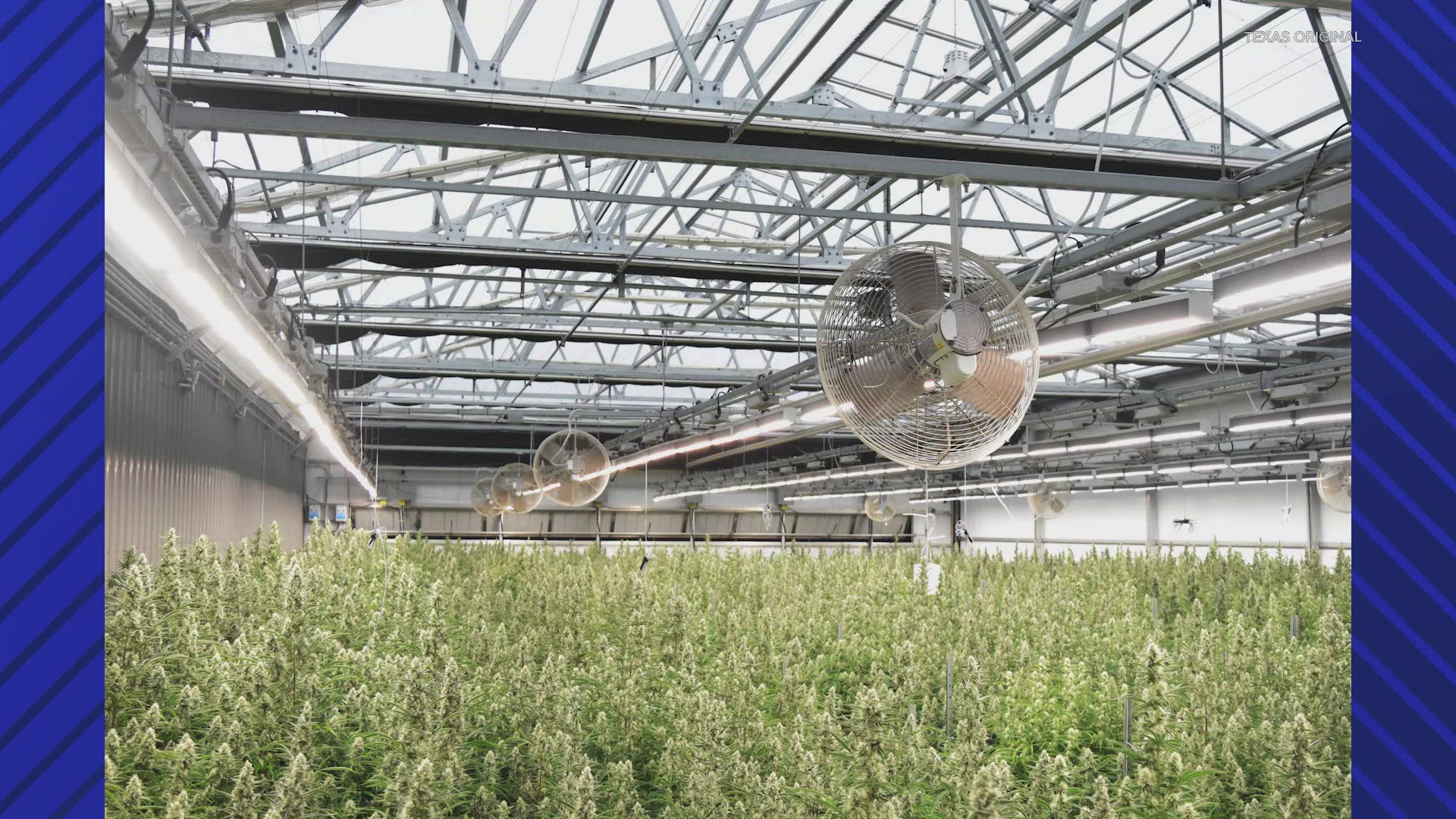 kvue.com - Jeff Bell - Texas Original opens state's largest medical cannabis facility in Bastrop