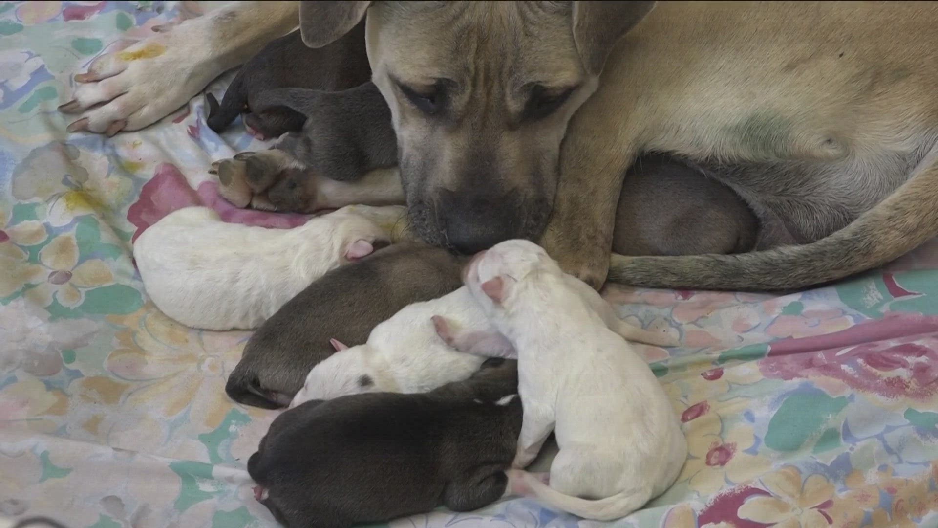 A few moms and their pups are looking for their forever homes. KVUE went to Austin Pets Alive! and saw a dog who gave birth just in time for Mother's Day.