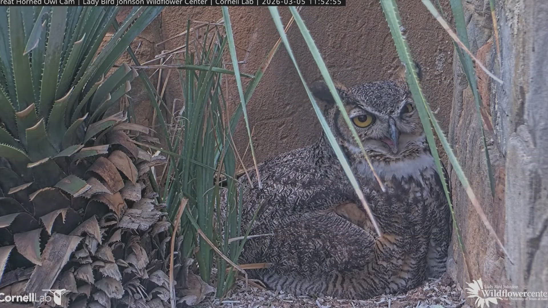 Athena the Owl lays an egg at Lady Bird Johnson Wildflower Center ...