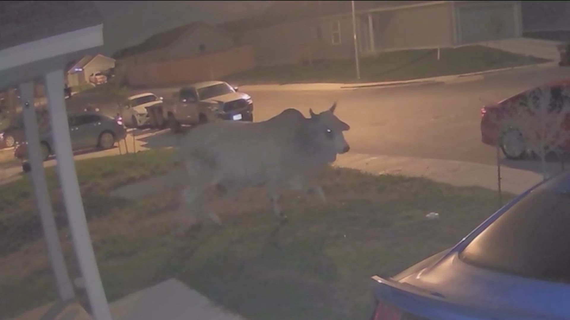 The Brahma Bull wandered into a couple's front yard, but managed to find its way back home.