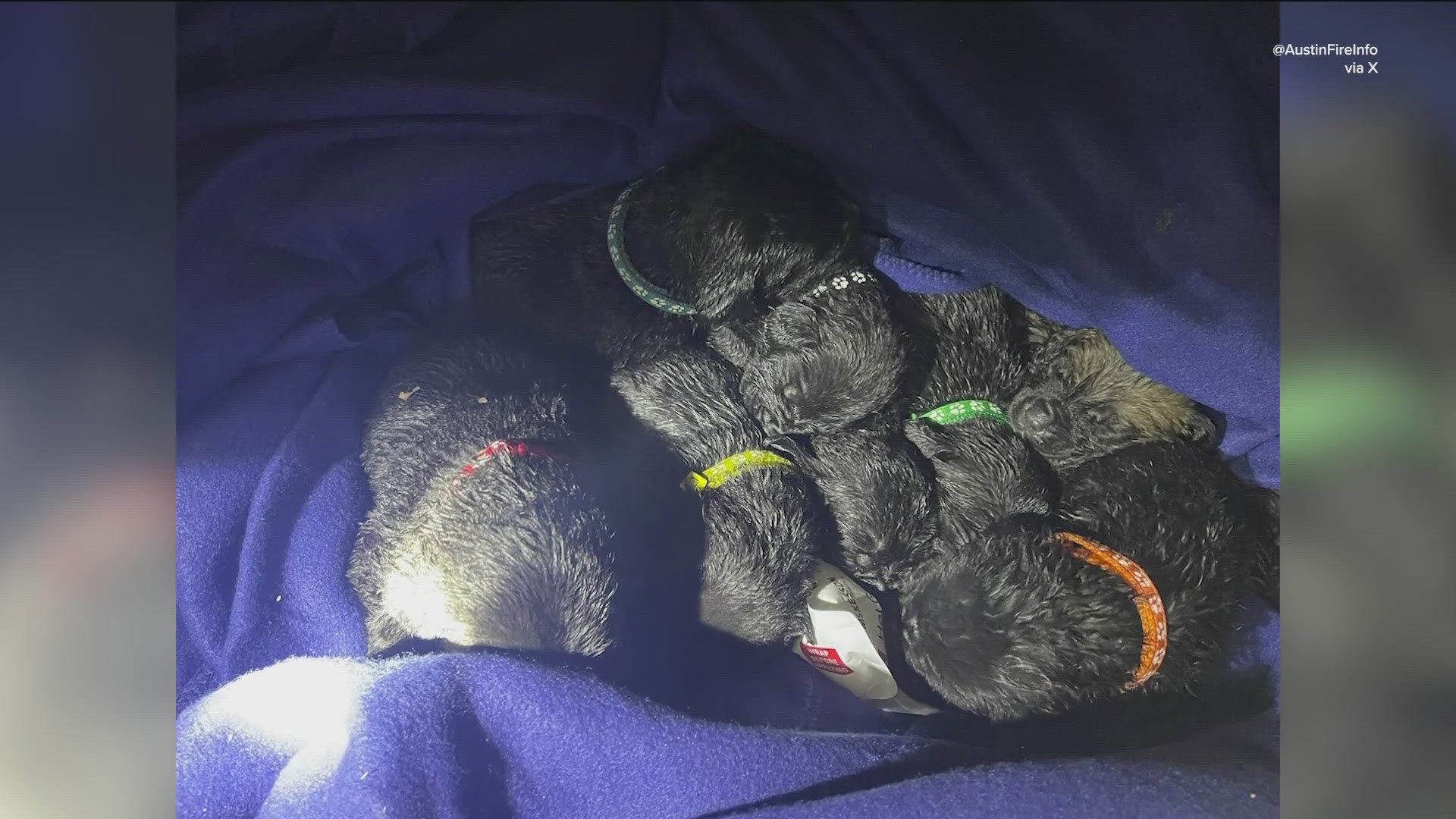 Cause of fire revealed after 9 puppies rescued from northwest Austin ...