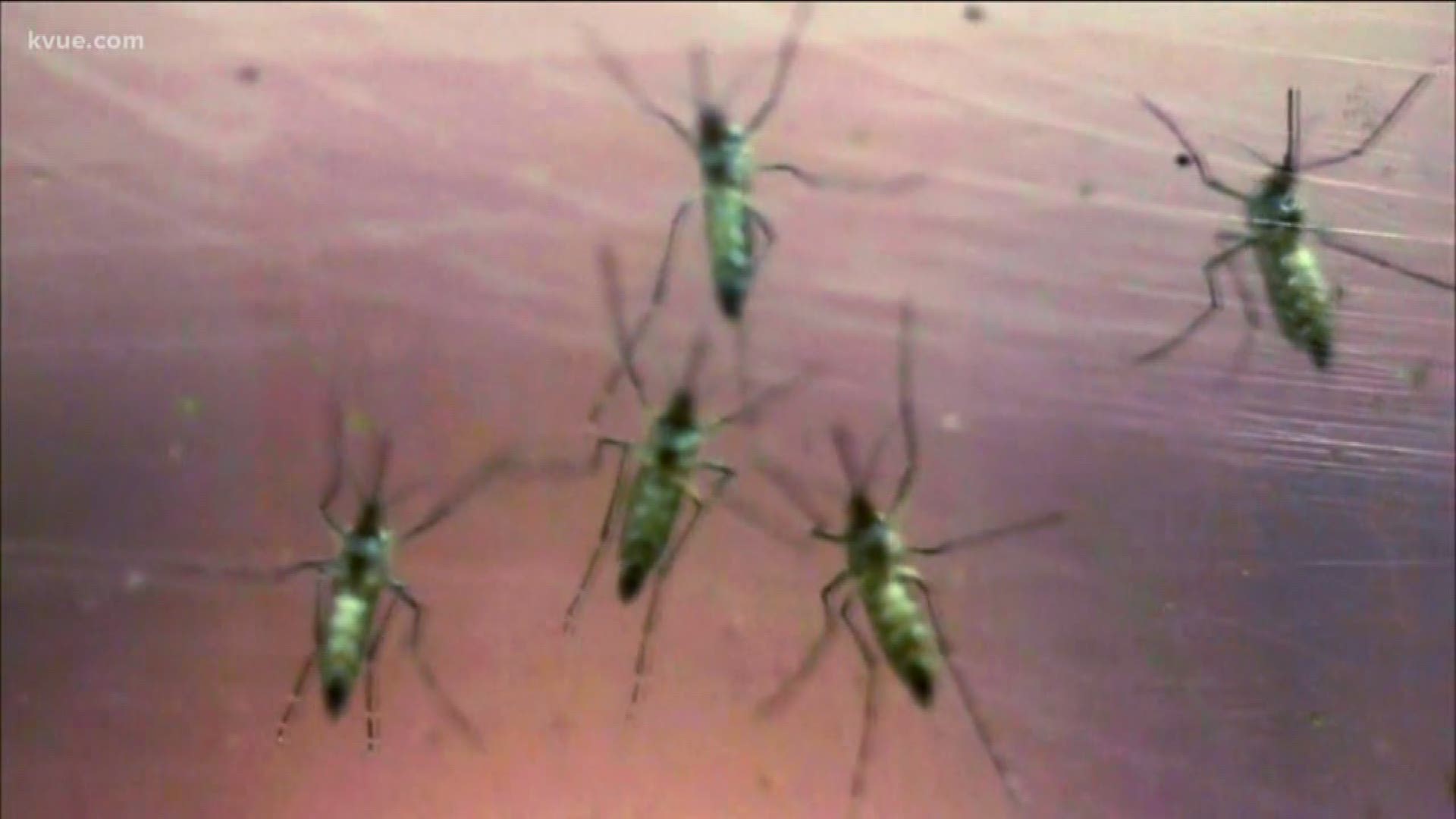 Rising temperatures bring increased activity of pesky mosquitoes. Its not just the itching you need to be worried about. Some of those mosquitoes carry diseases, including The Zika virus, West Nile virus, Chikungunya and malaria. Here with tips on how to keep you safe is Dr. Neha Sharma with Sound Physicians.