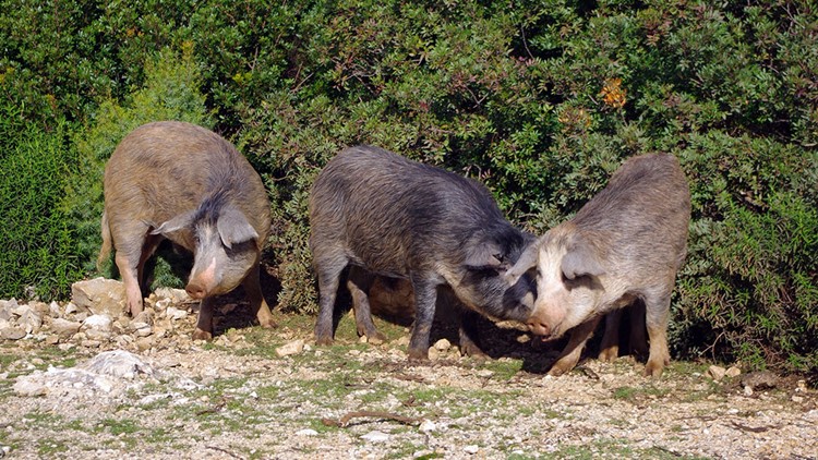 GUIDE: How to react to dangerous animals you may see in Texas | kvue.com