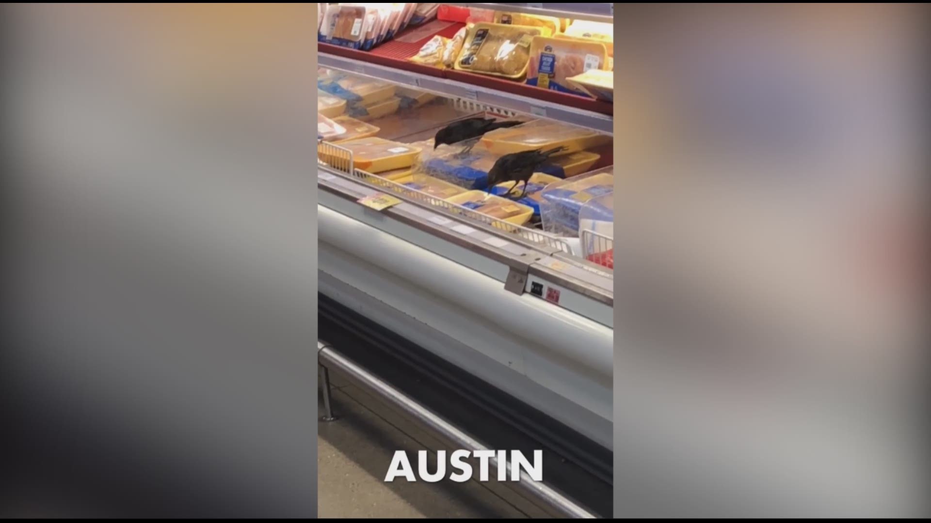 A pair of grackles were spotted at an Austin HEB on Saturday pecking at food in the meat department.