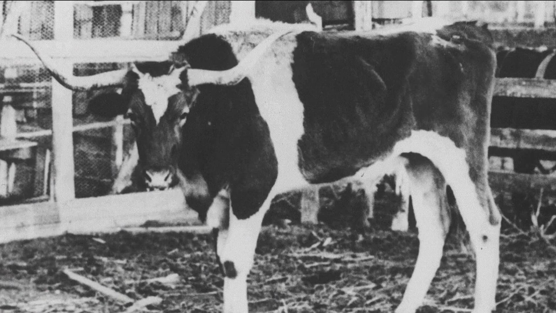 The tradition of Bevo traces back more than 100 years.