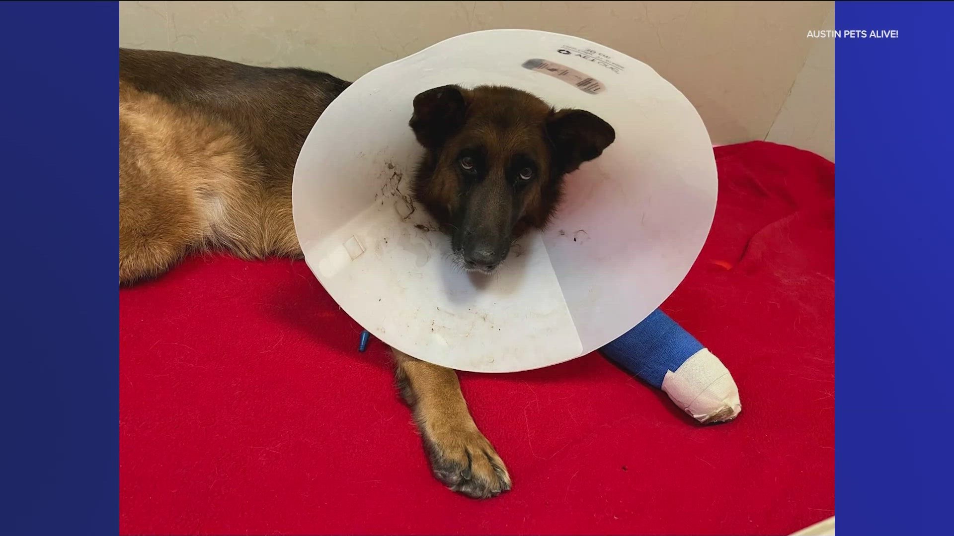 The two dogs were put into the nonprofit's care after receiving gunshot wounds. No charges will be filed, but they still need the community's support.