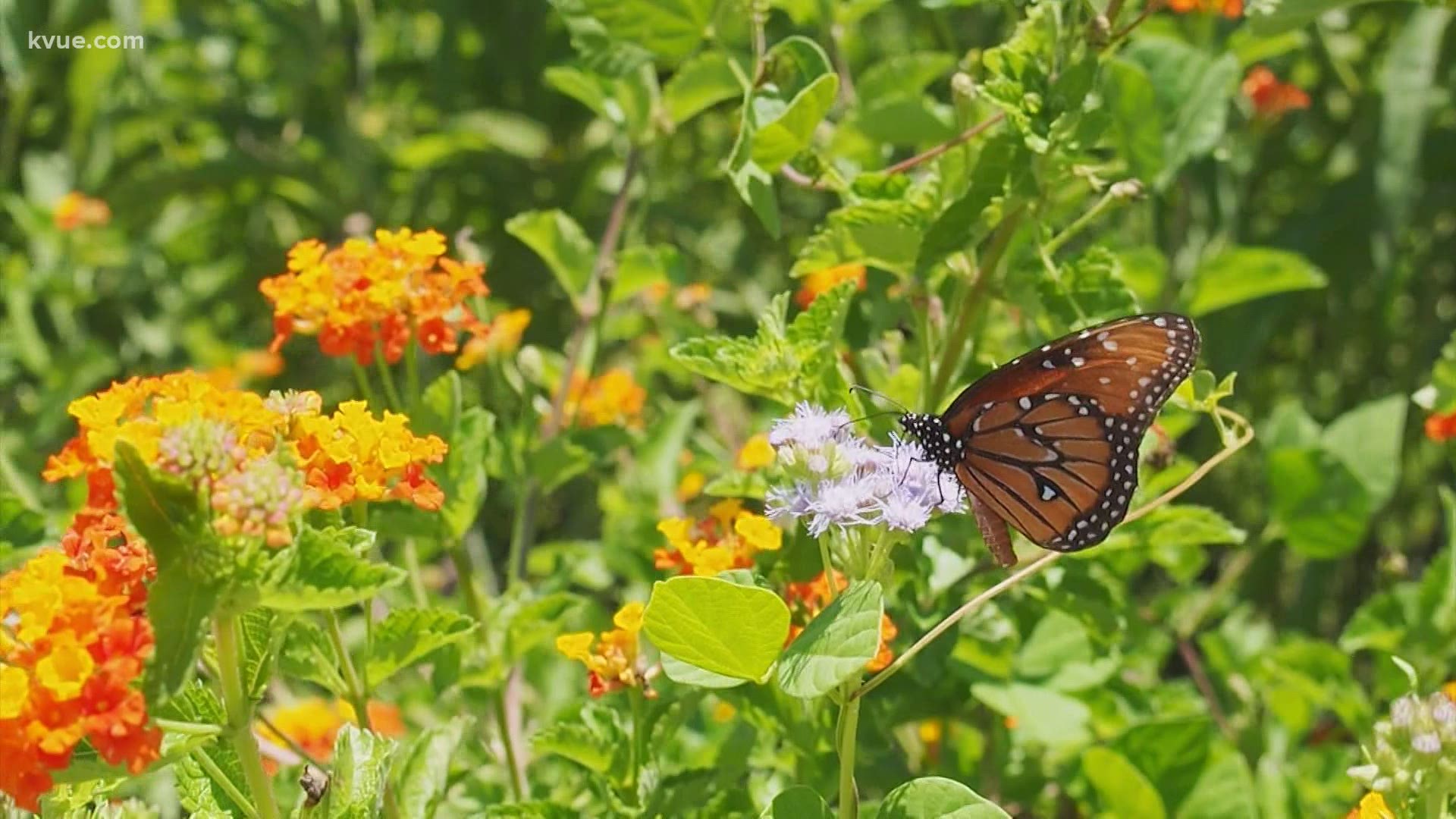 The snout nose butterflies have been spotted fluttering all over Central Texas during their migrating season. They look a bit like monarchs.
