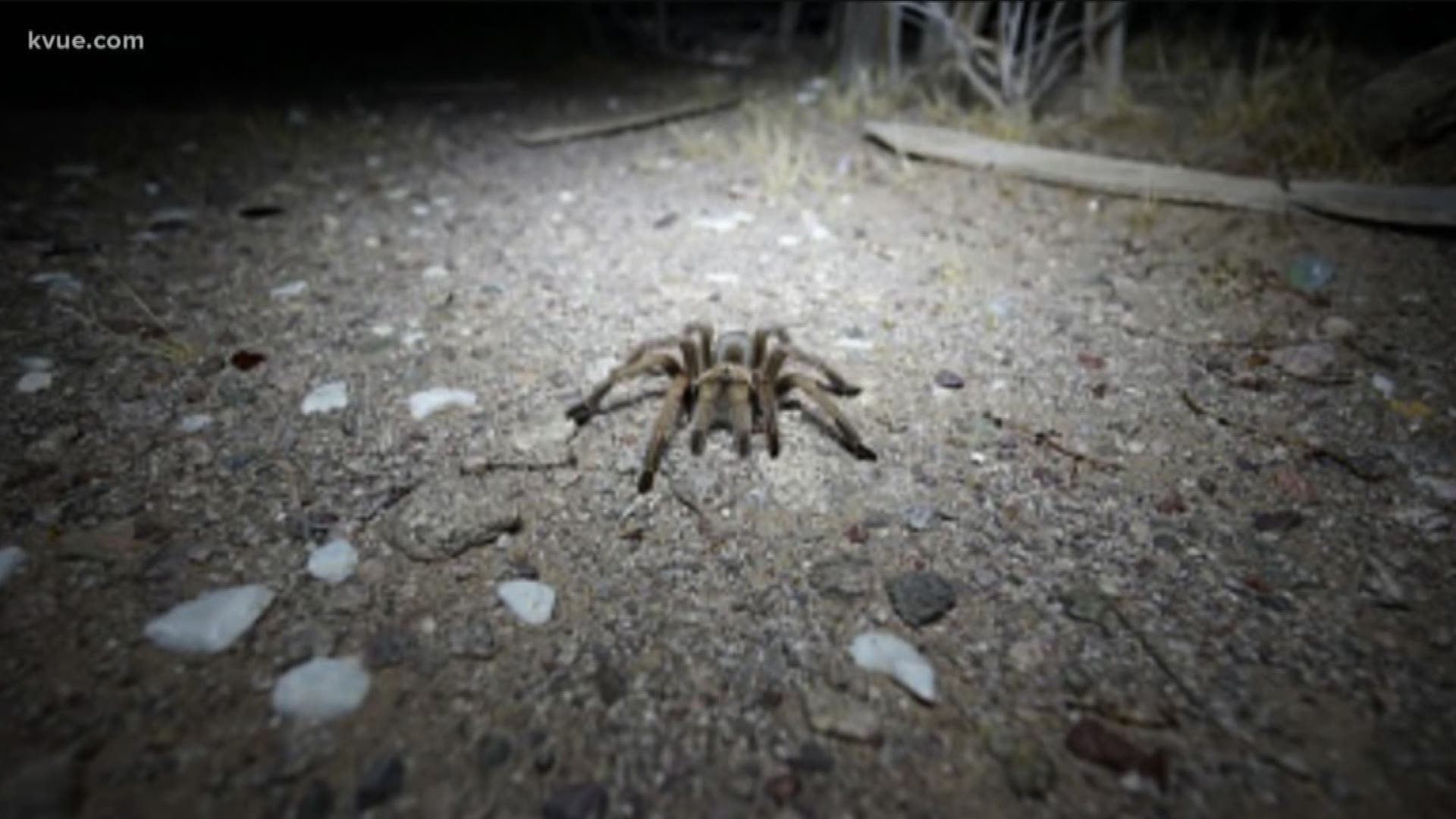 Be sure to watch your step at the Barton Creek Greenbelt! The trail is home to fist-sized tarantulas.