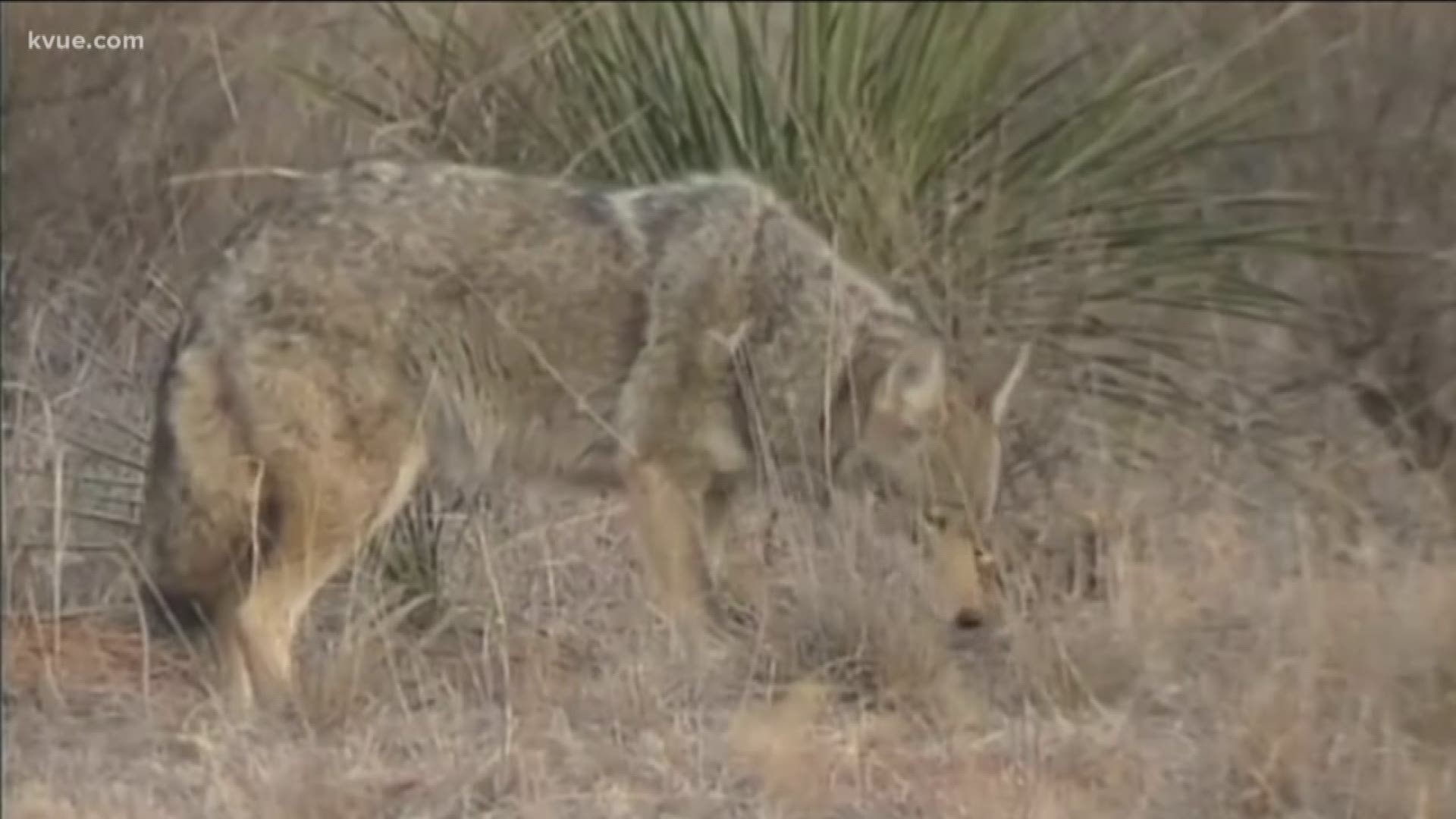You don't have to be in the wilderness to find a coyote.