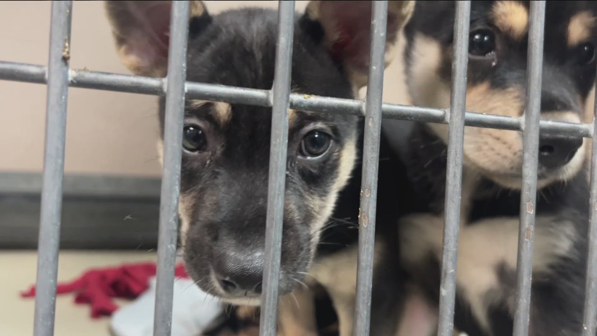 The Austin Humane Society took in nearly 100 animals before Beryl hit, and the need for assistance isn't over, even after the storm has passed.