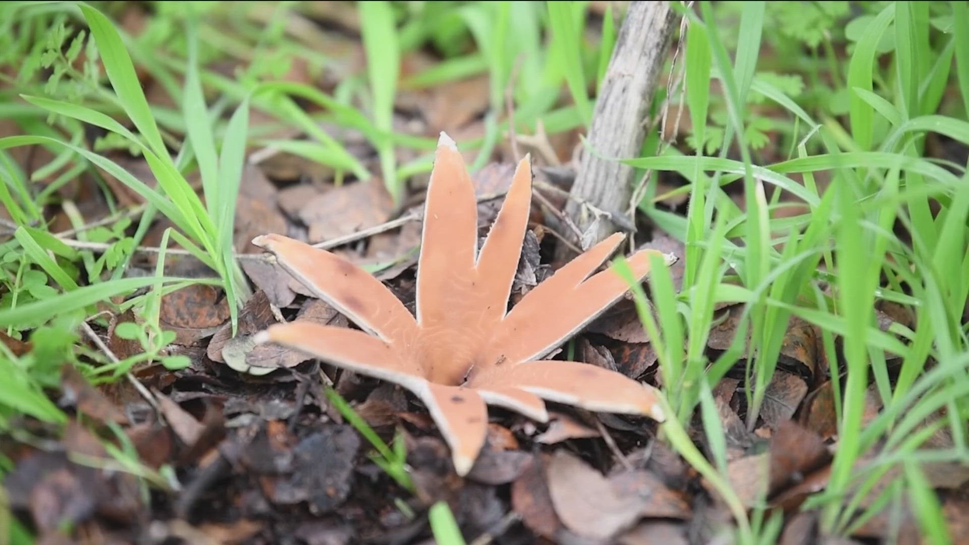 The mysterious plant has been showing up lately at Austin's Zilker Botanical Gardens.