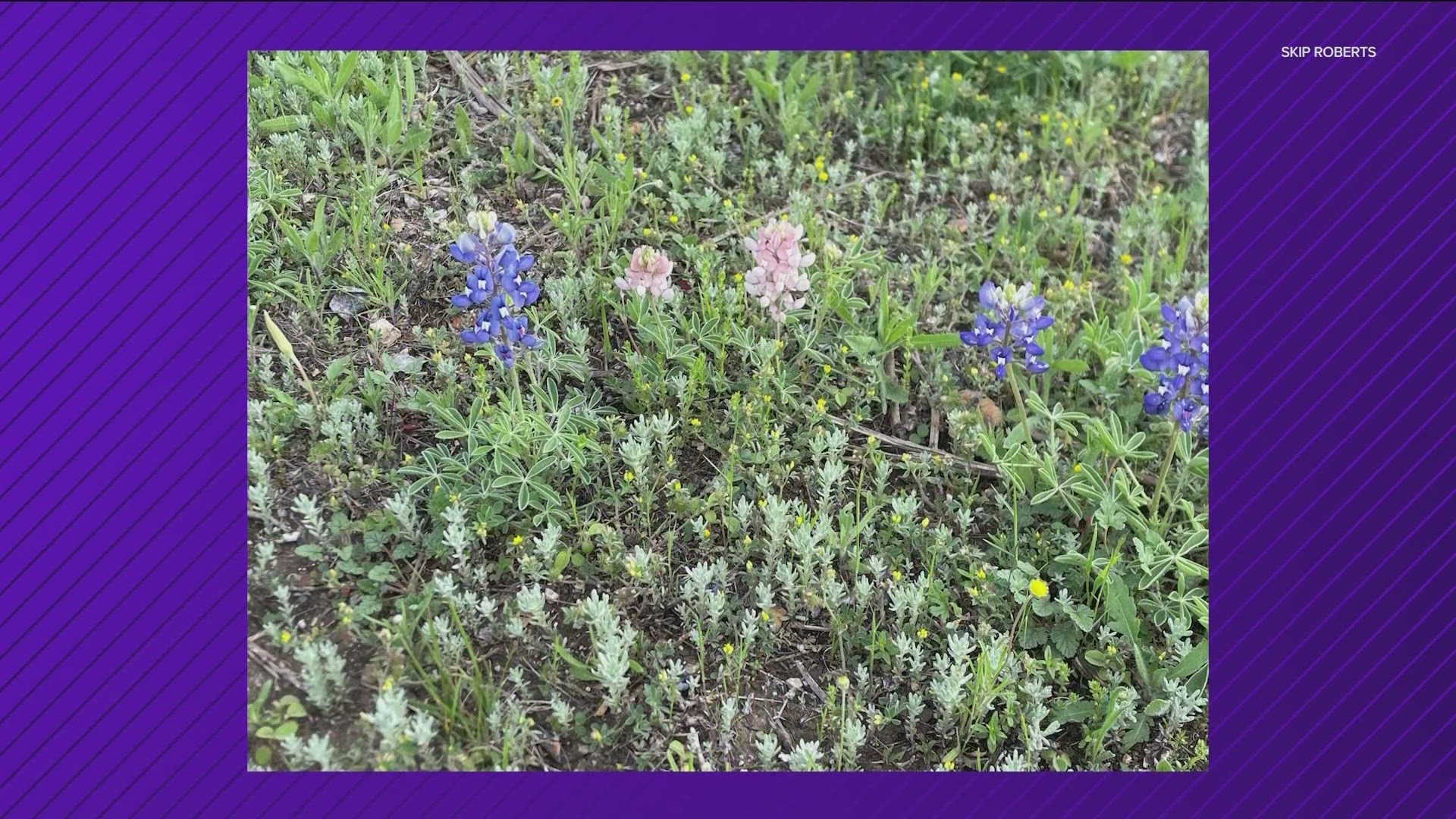 Pink bluebonnets were spotted on a ranch in Burnet County, Texas. They are very rare and are caused by a genetic mutation.