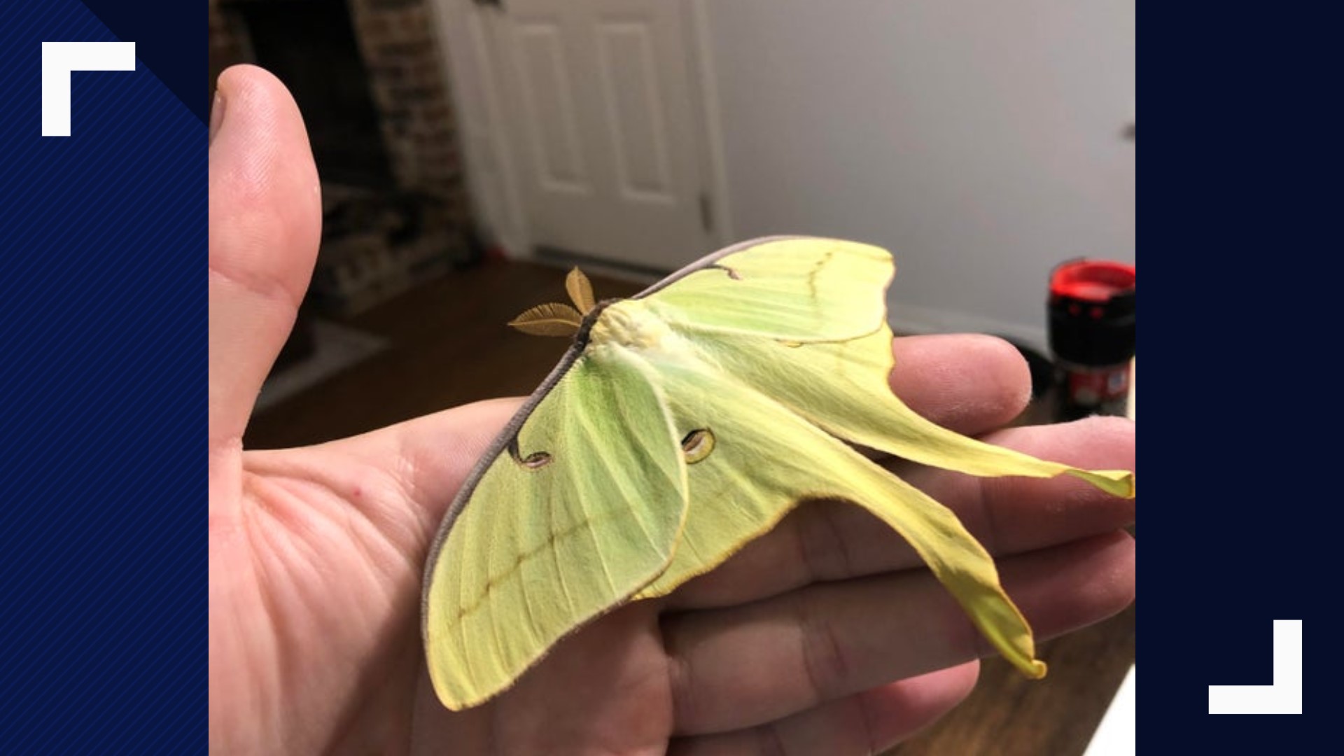 Luna moths seen in Central Texas What to know about these beautiful insects