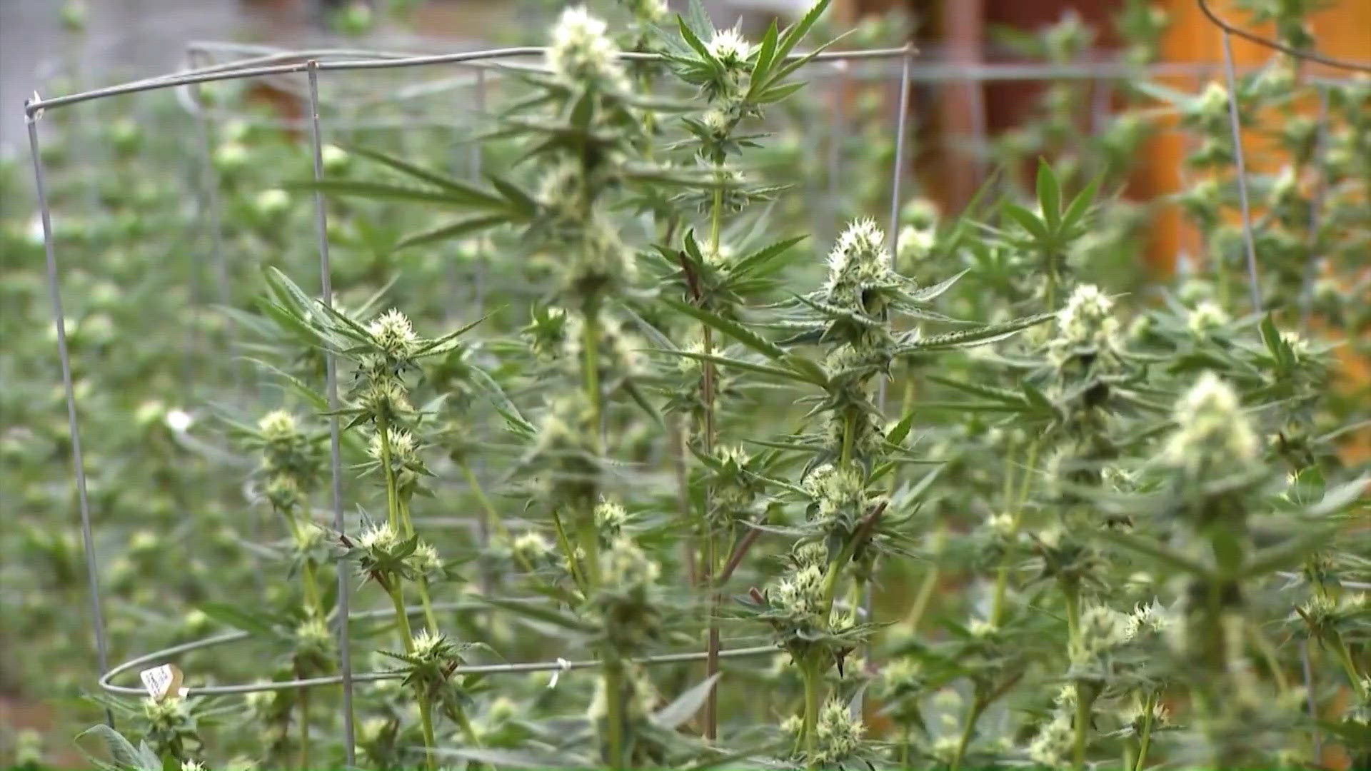Hemp supporters rally in Austin amid changing state rules; they welcome regulation but fear new rules could force businesses and products out of Texas