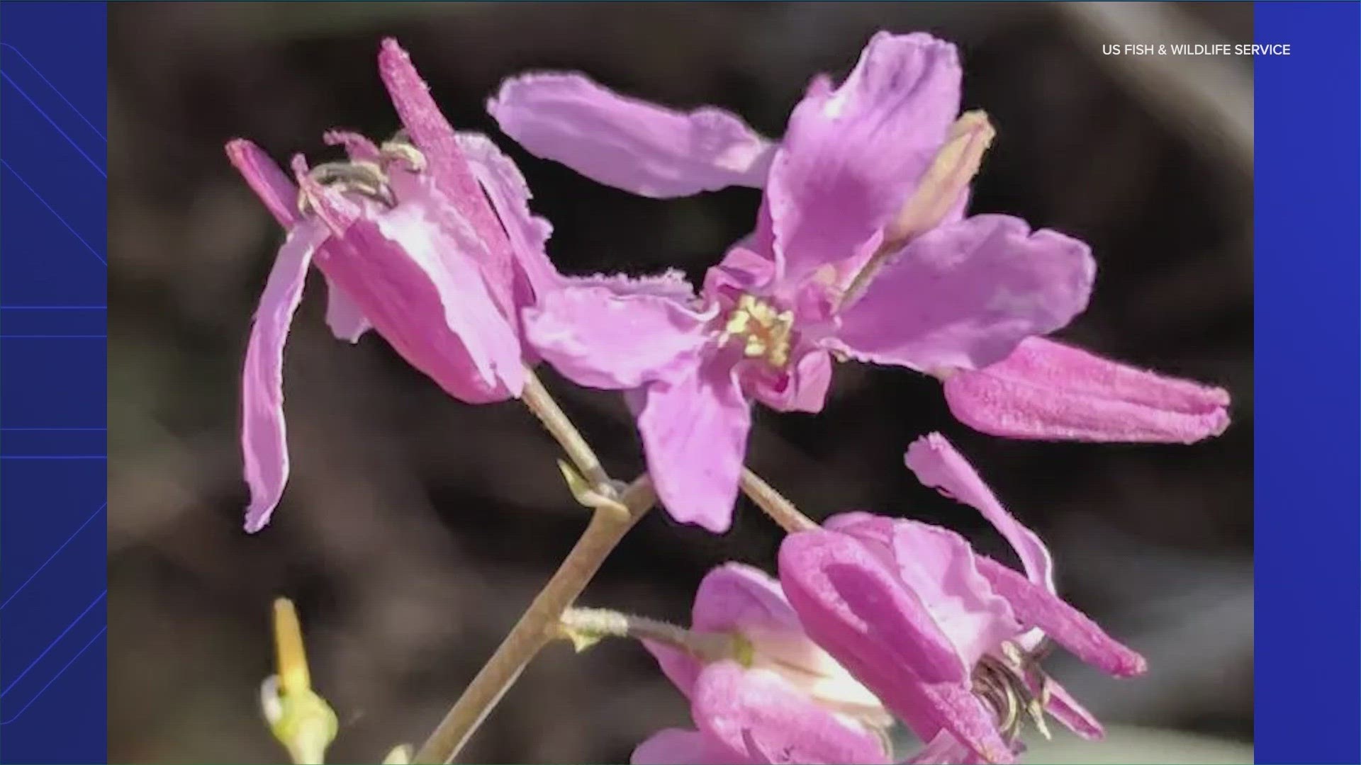 A rare Texas wildflower – the bracted twistflower – is now protected as a threatened species.