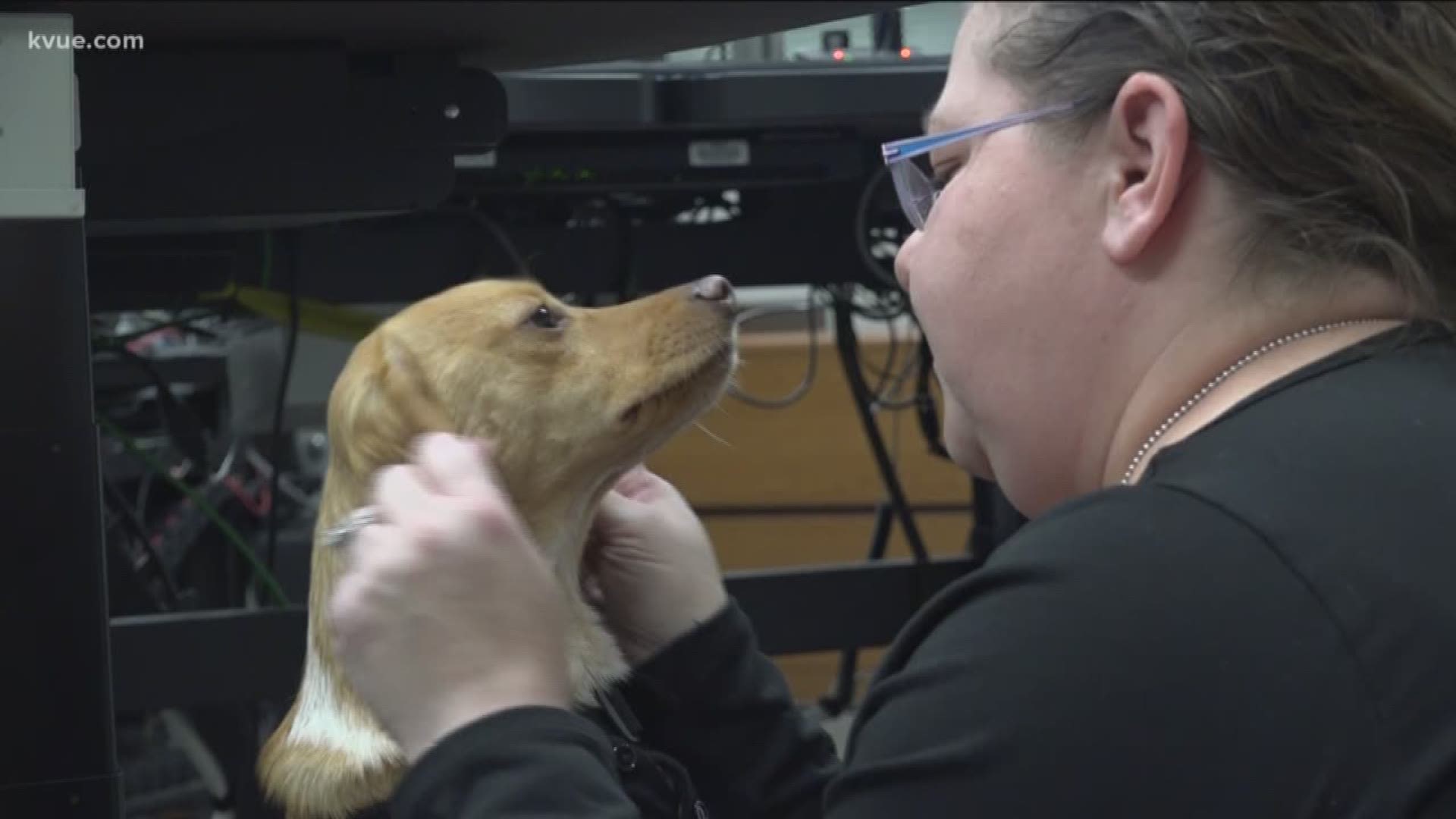 Meet Widget, a beagle-dachshund mix with a big responsibility