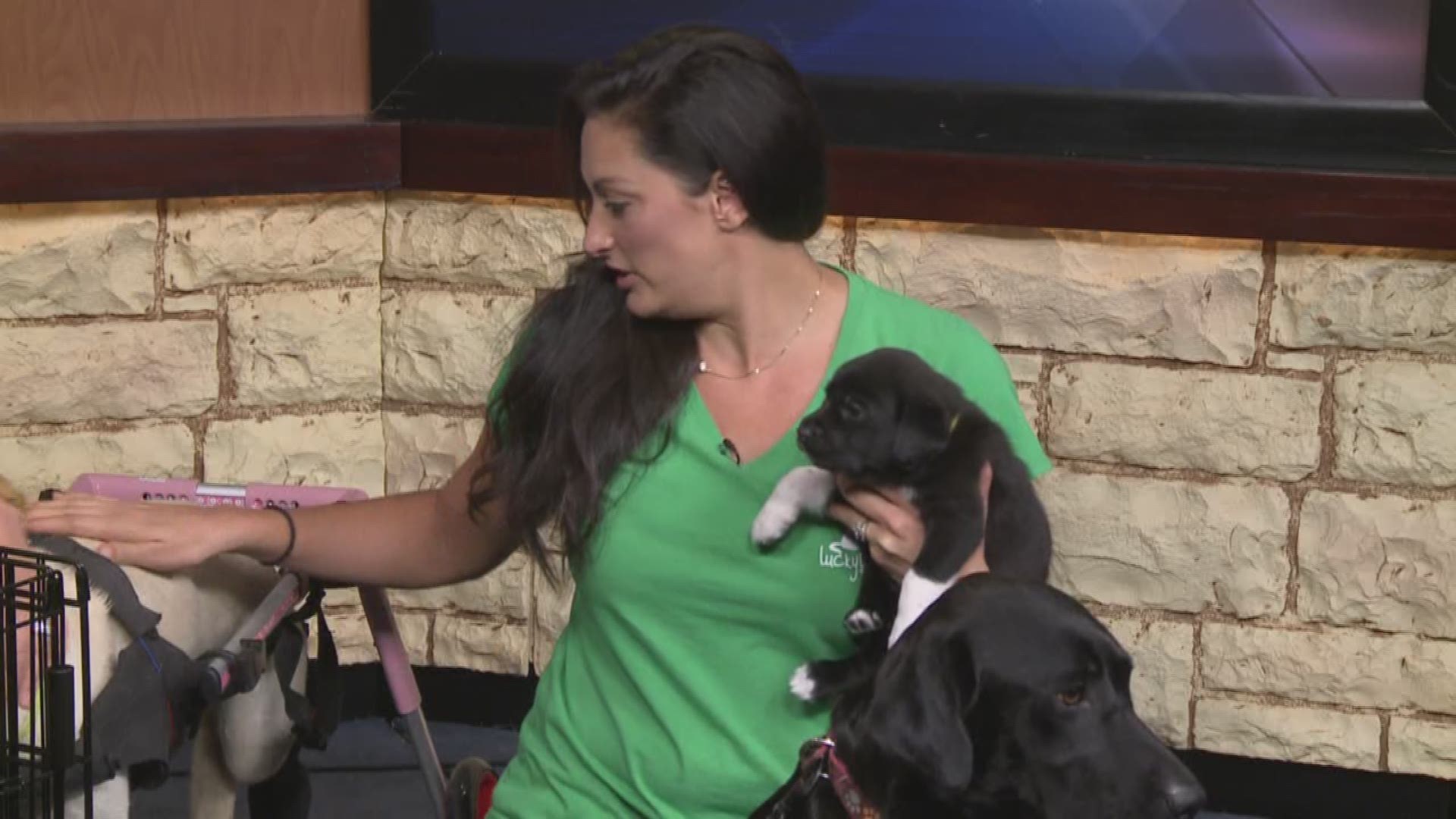 "Lucky Lab Rescue" introduces us to Remi and her puppies -- as well as Kanuk (dog in a wheelchair). Fundraising event at Topgolf in Austin: https://www.facebook.com/events/820983248050771/