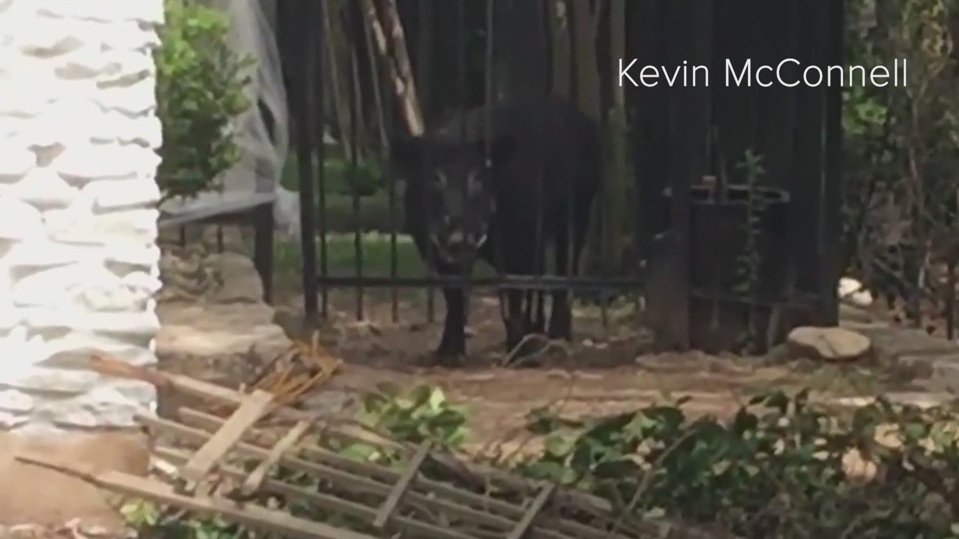 Feral hogs are common in Texas. But northwest Austin neighbors are encouraging others to be on the lookout after a recent attack showed how dangerous they can be.