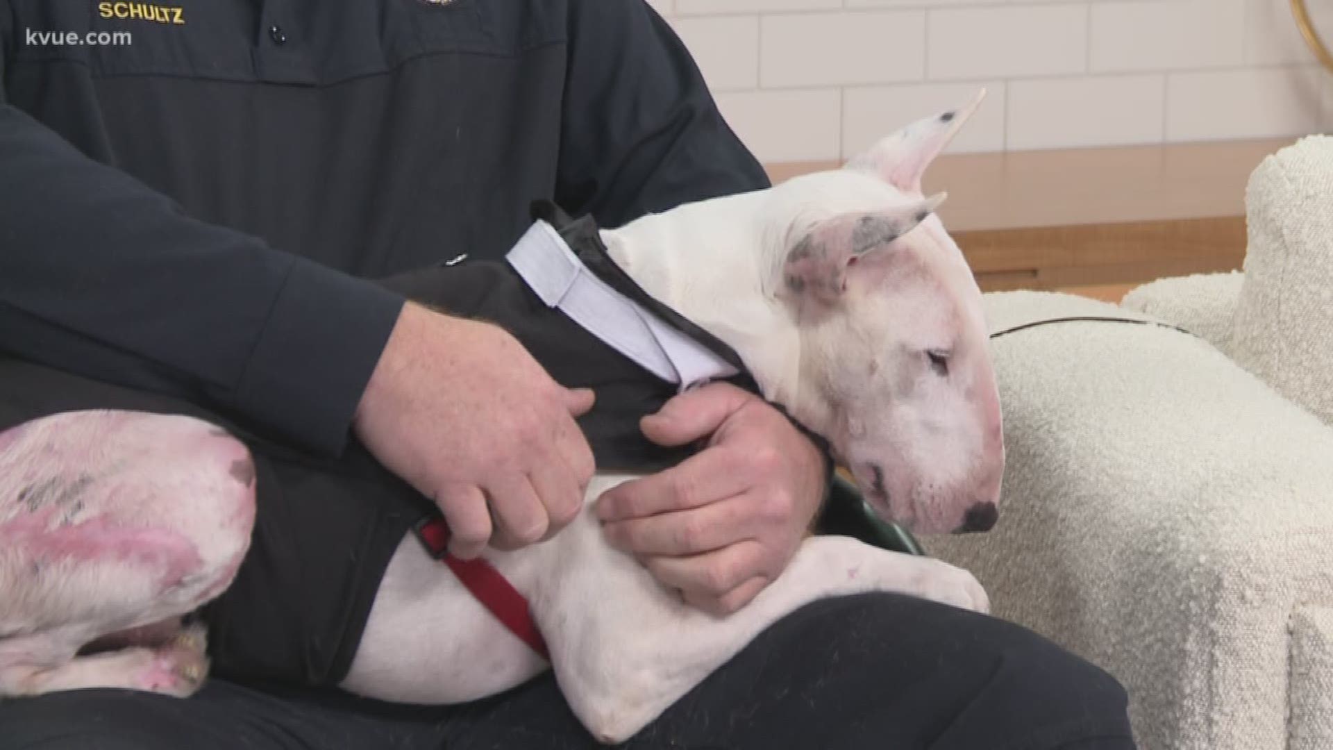 In this very special edition of Weekend Daybreak's Pet of the Week, Champ visited KVUE with Misty Valenta from the Williamson County Regional Animal Shelter.