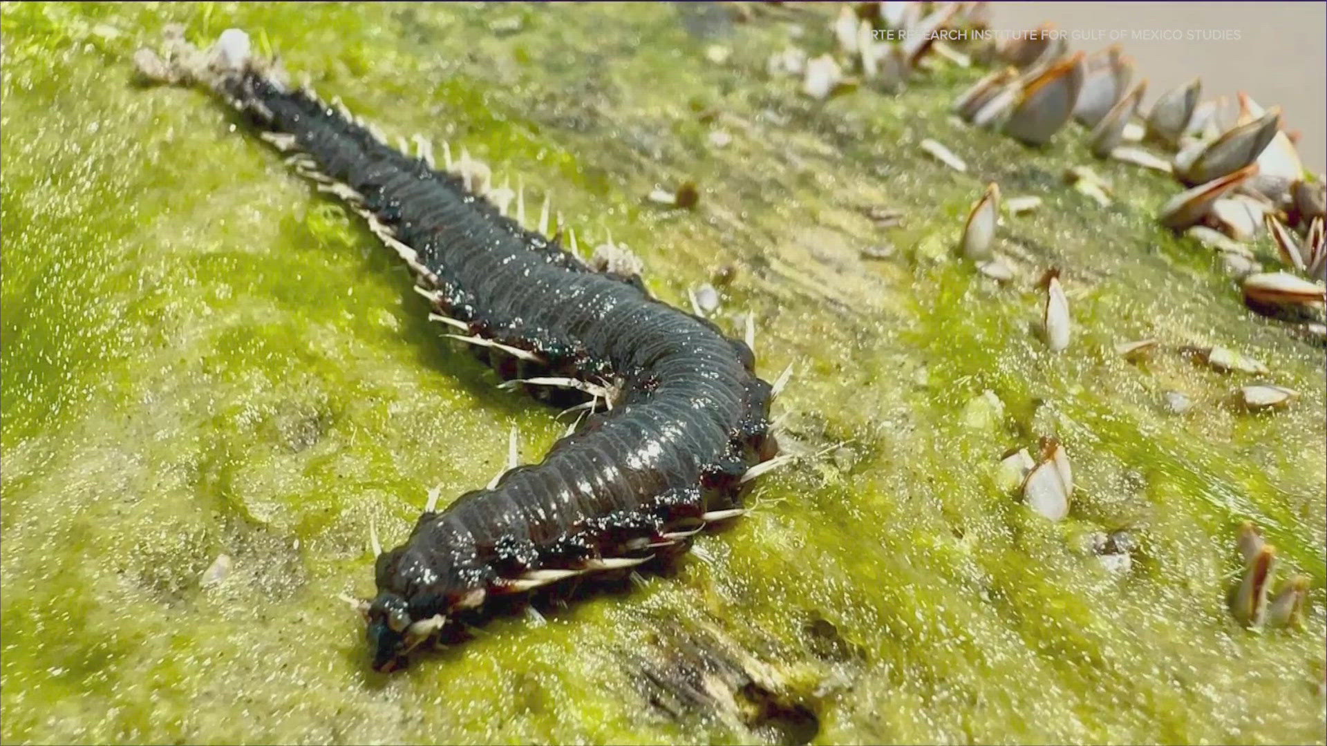 Fireworms found on Texas beach | kvue.com