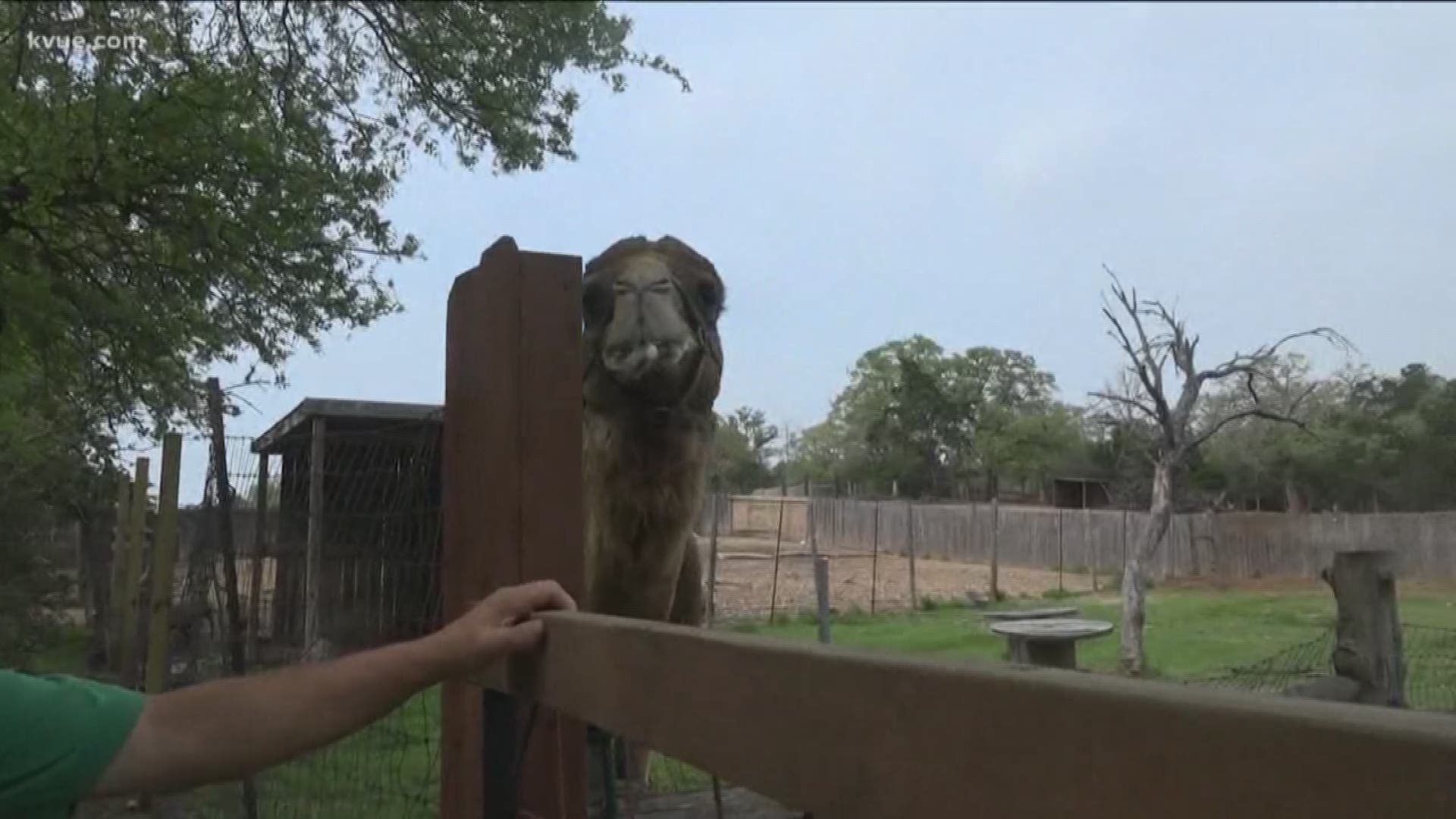 Bastrop Co. zoo gets overwhelming response after making a plea for meat |  