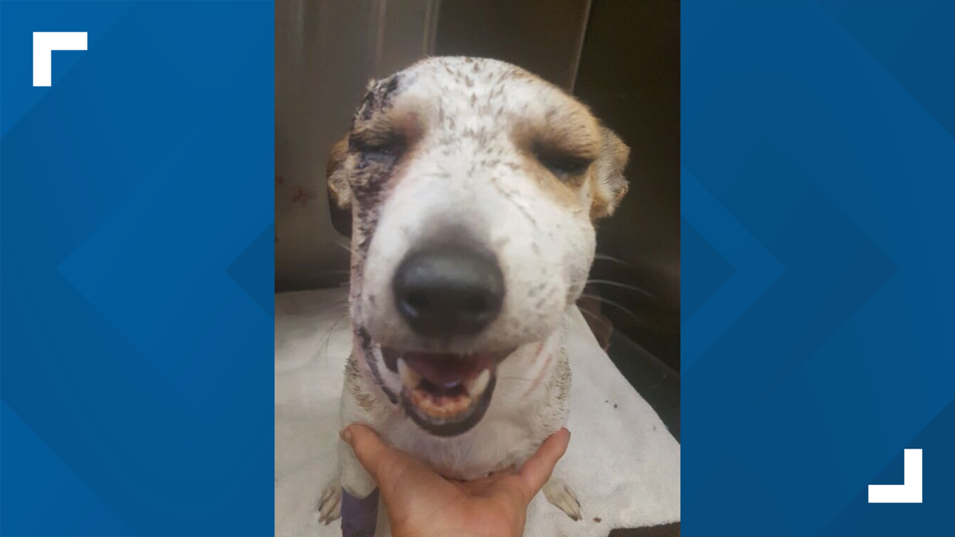 Rattlesnake vaccine likely saved Florence dog's life after bitten in