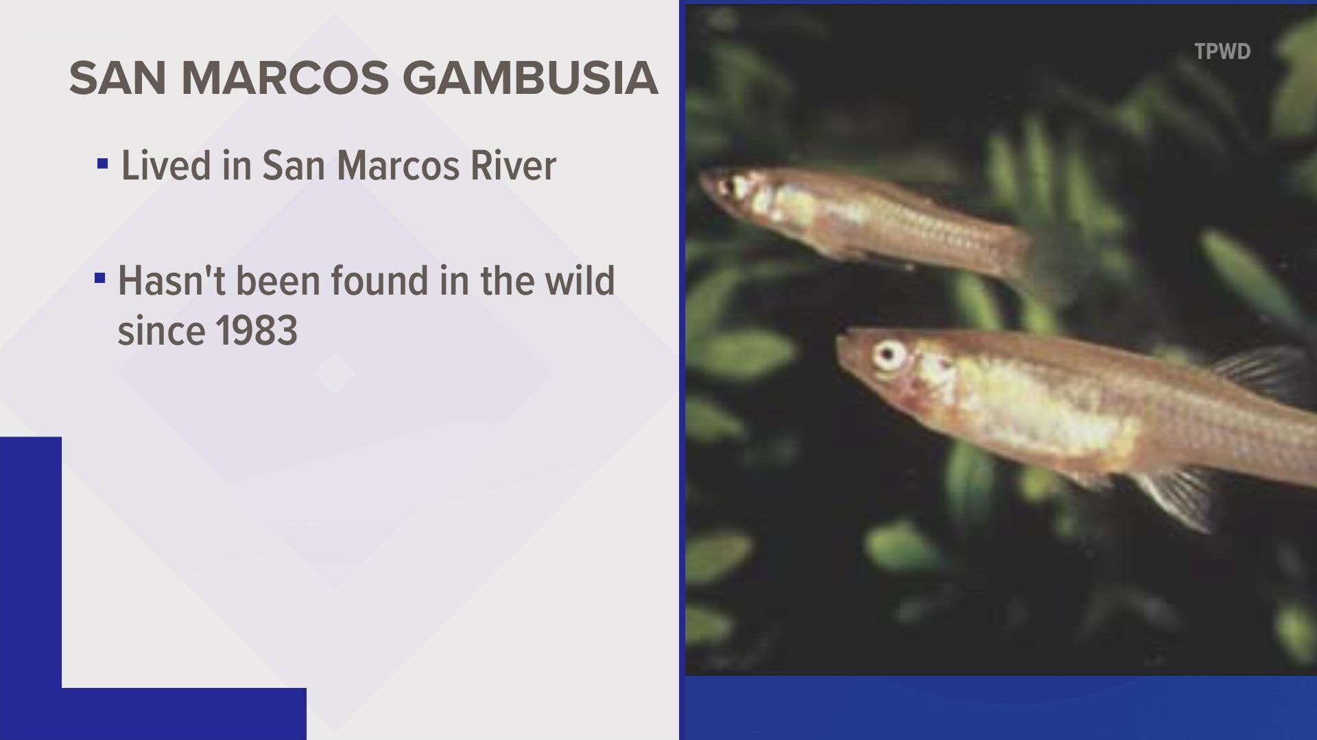 A fish that's native to the San Marcos River may soon be declared extinct.