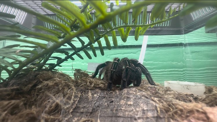 You might see tarantulas crawling around Central Texas. Here's why