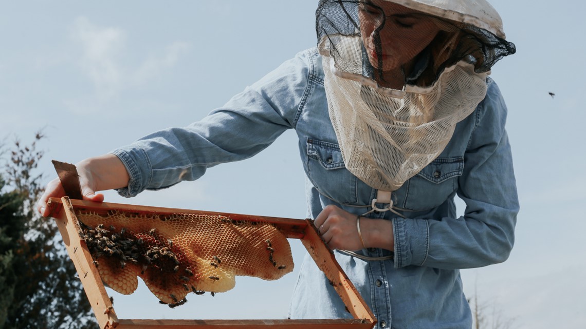 Austin beekeeper looking after 5 million bees and counting