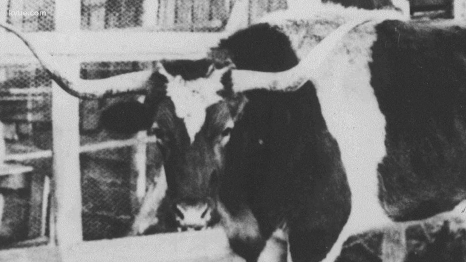 Just over 100 years ago, the original Bevo made his debut at a UT football game. Bob Buckalew has The Backstory.