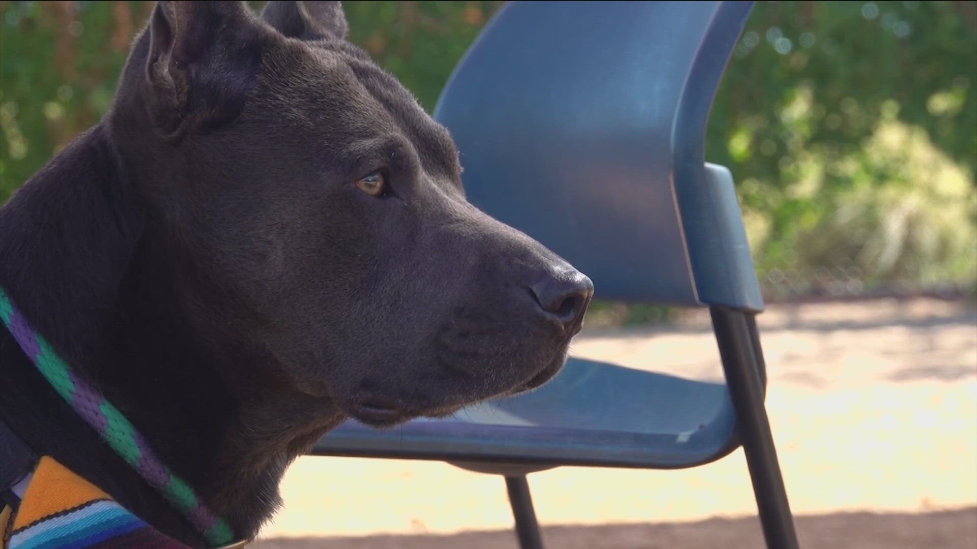 For this Pet of the Week segment, we headed to the Williamson County Regional Animal Shelter to meet Abraham.