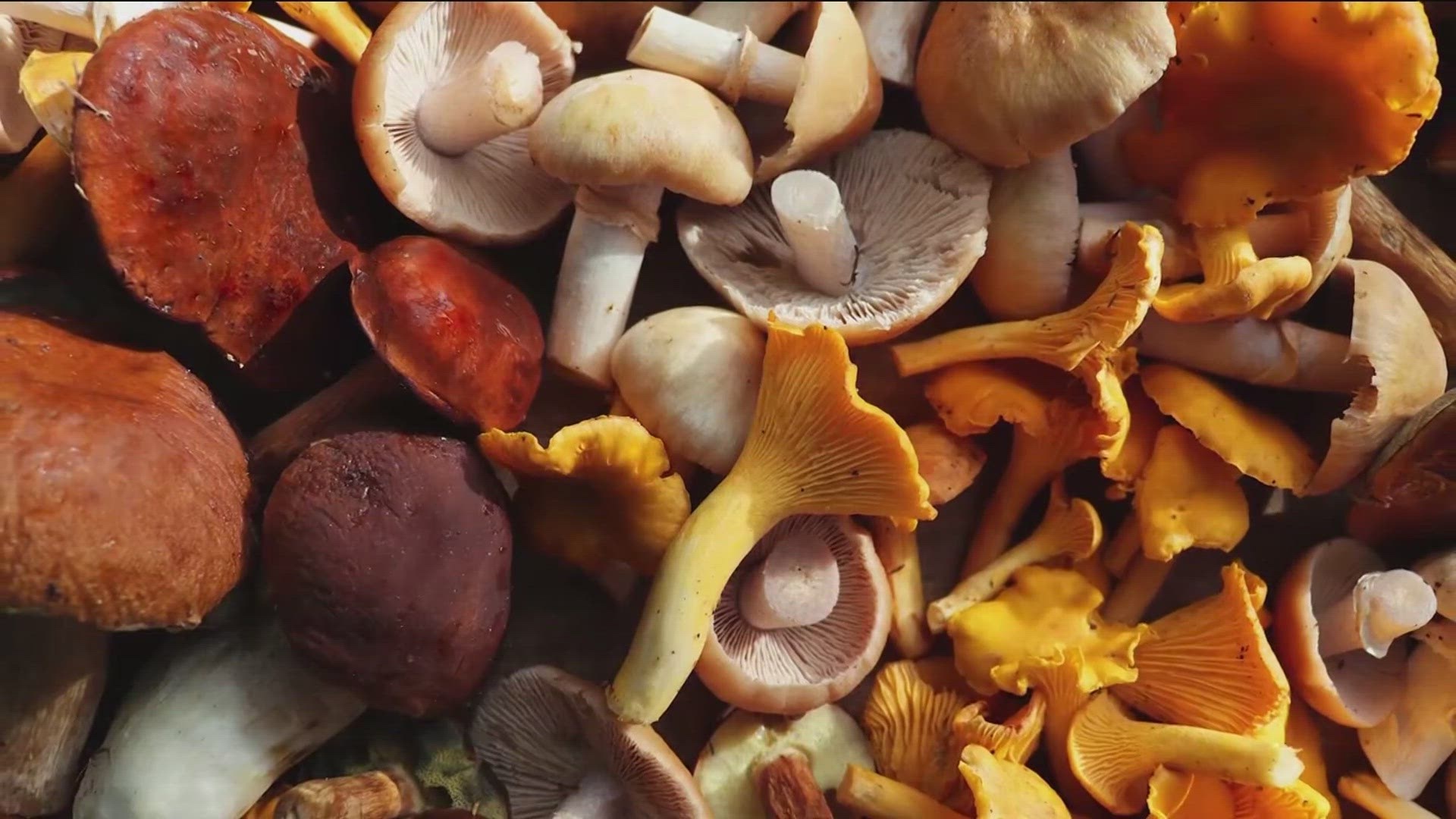 These fungi are packed with nutrients, including potassium, selenium and fiber.