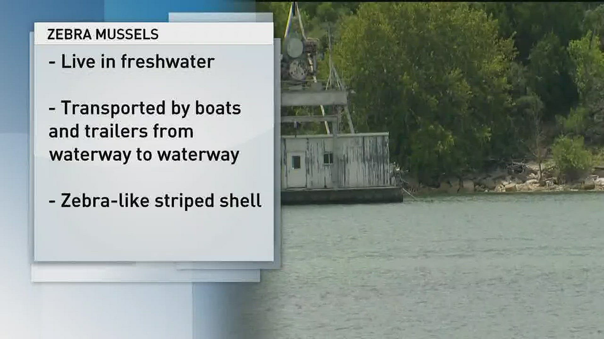 Invasive zebra mussels make their way into Lake Travis