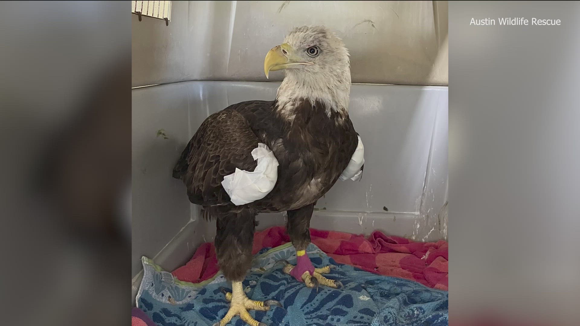 An injured bald eagle is getting specialized medical care in Central Texas. KVUE's Matt Fernandez has more.