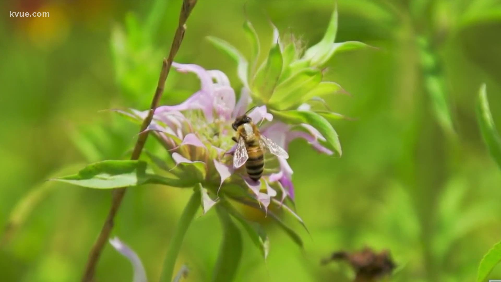 This spring, Texas lawmakers could take more steps to help the state's dwindling bee population. Without action, we could face serious problems.